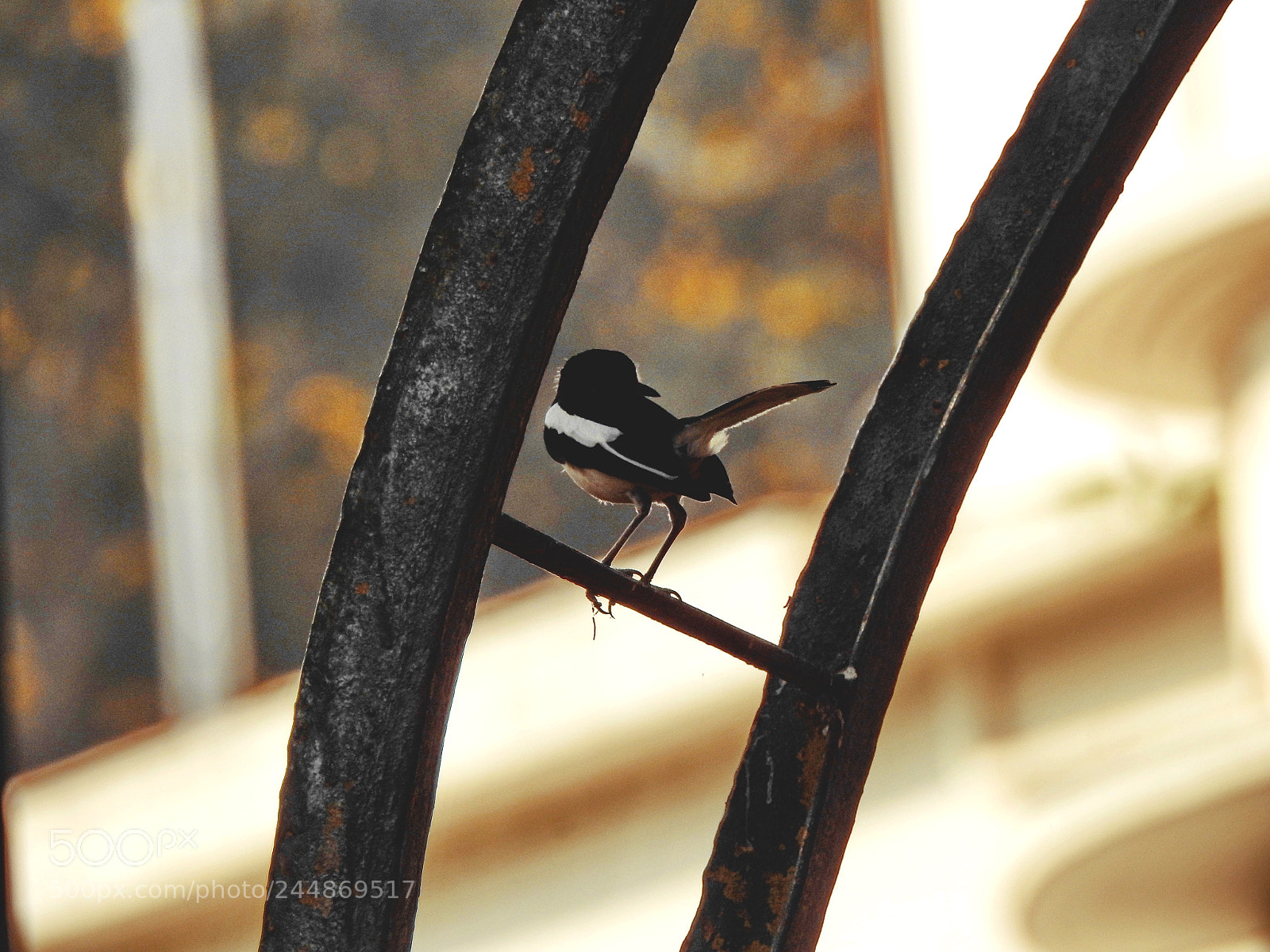 Nikon Coolpix P900 sample photo. Black billed magpie bird photography