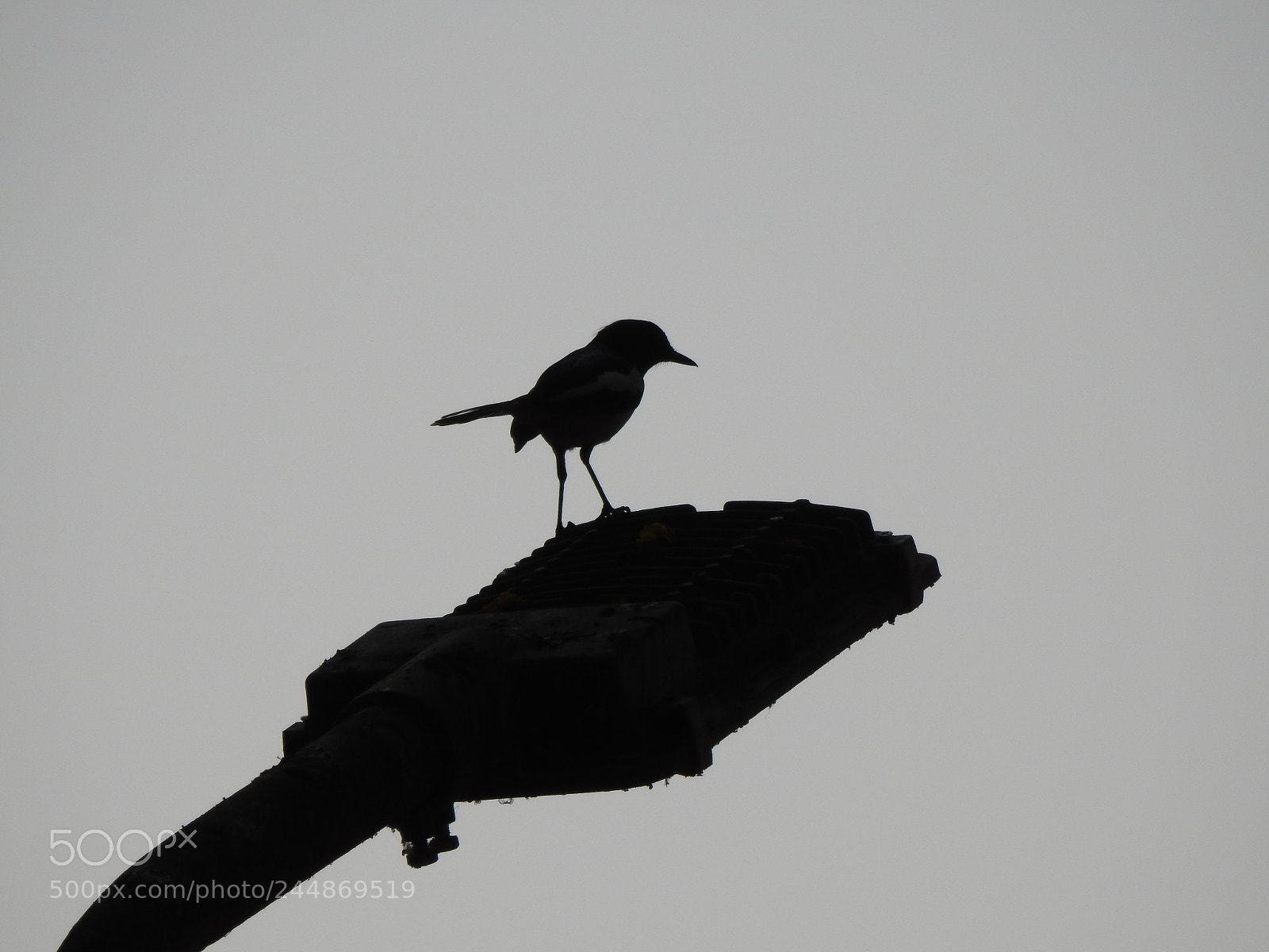 Nikon Coolpix P900 sample photo. Black billed magpie bird photography