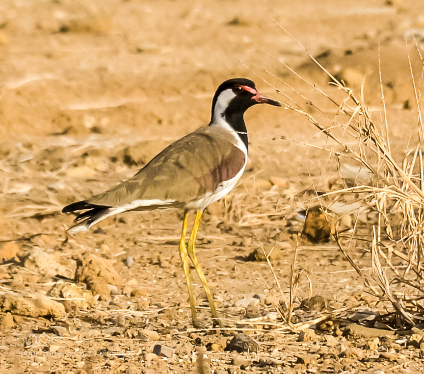 Nikon D5100 sample photo. Bird watching photography