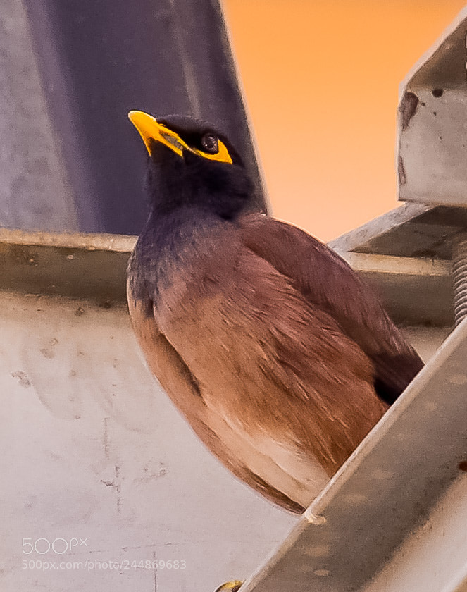 Nikon D5100 sample photo. O mynah photography