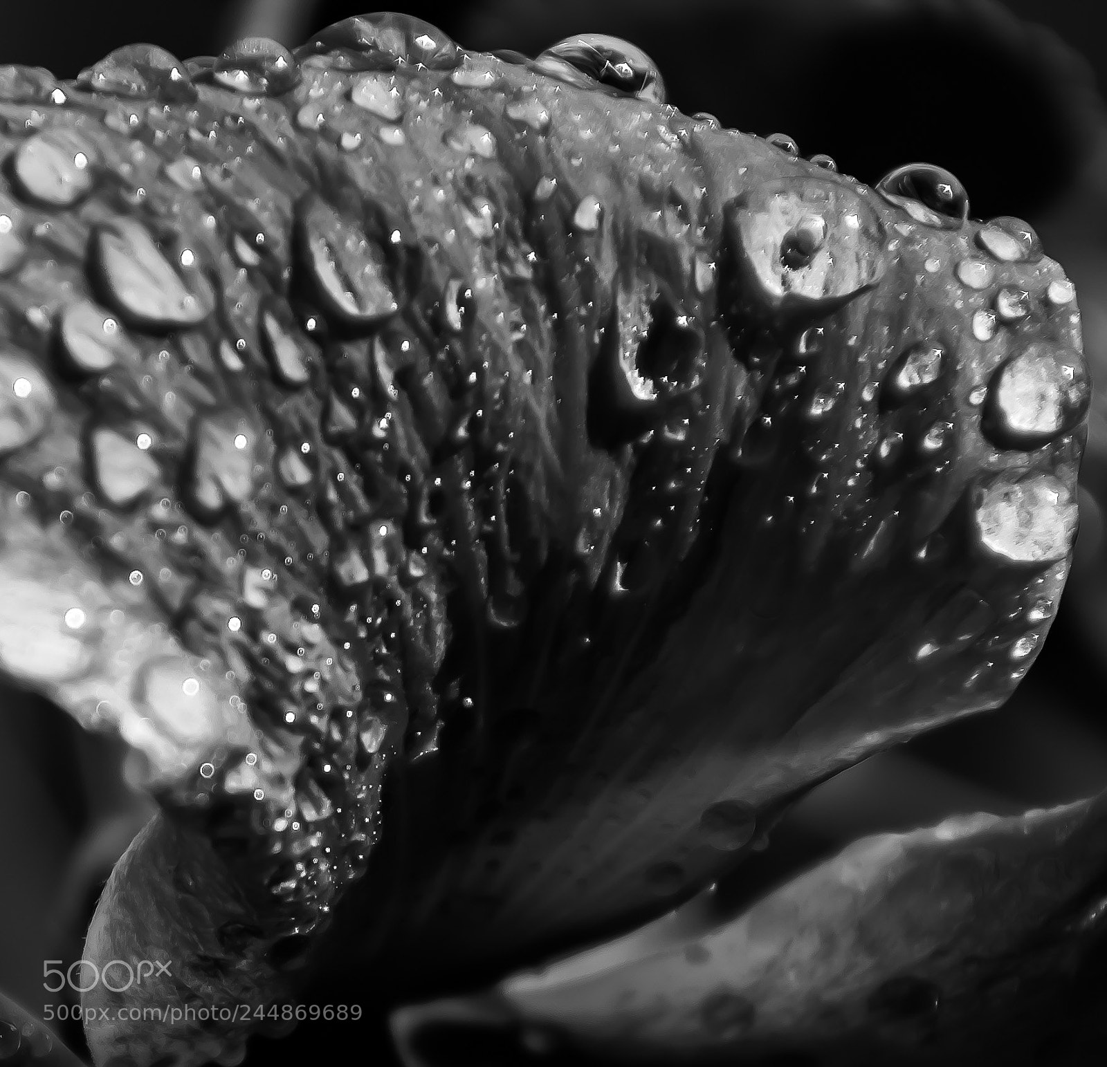 Nikon D5100 sample photo. Droplets photography