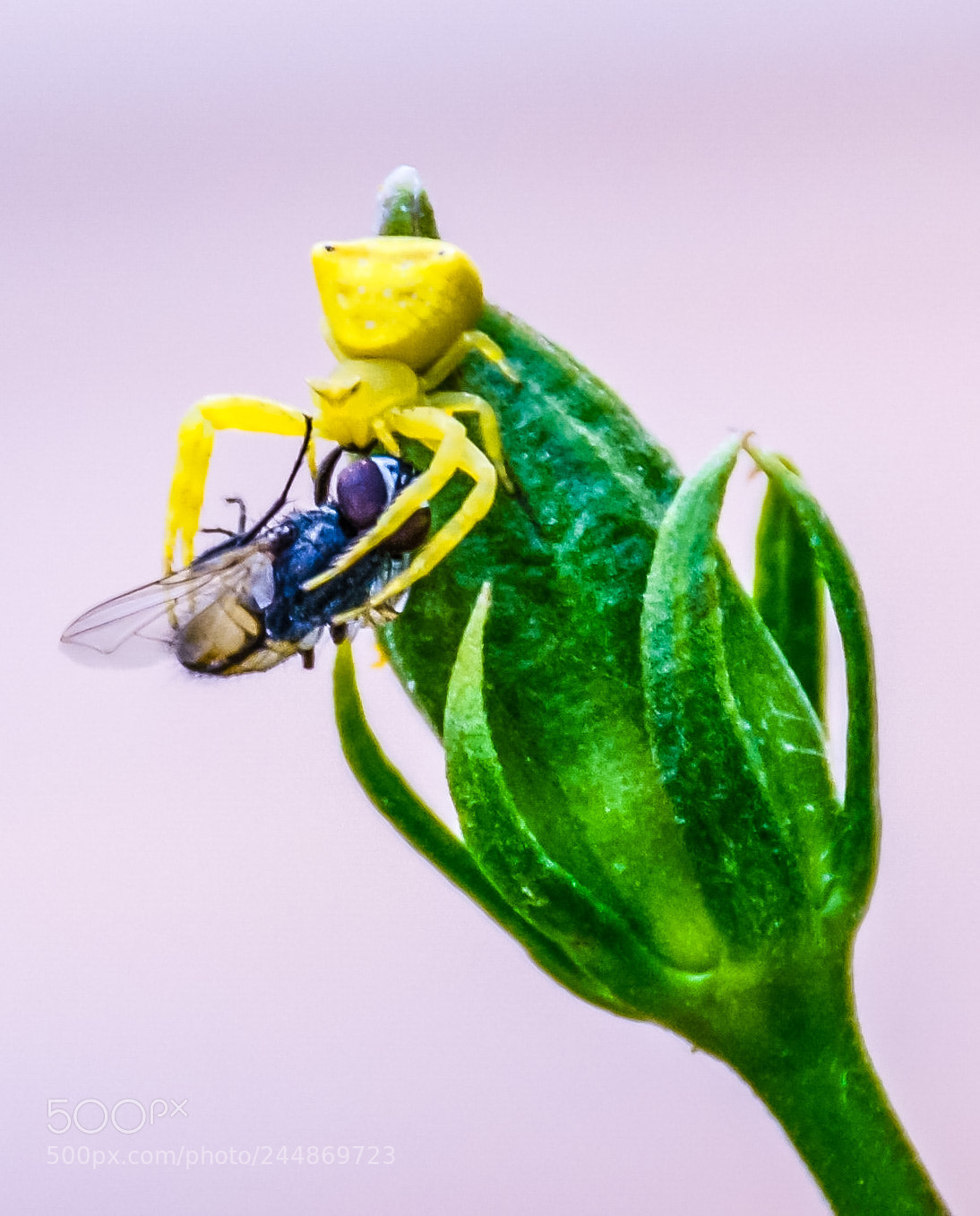 Nikon D5100 sample photo. Spidey snack time photography