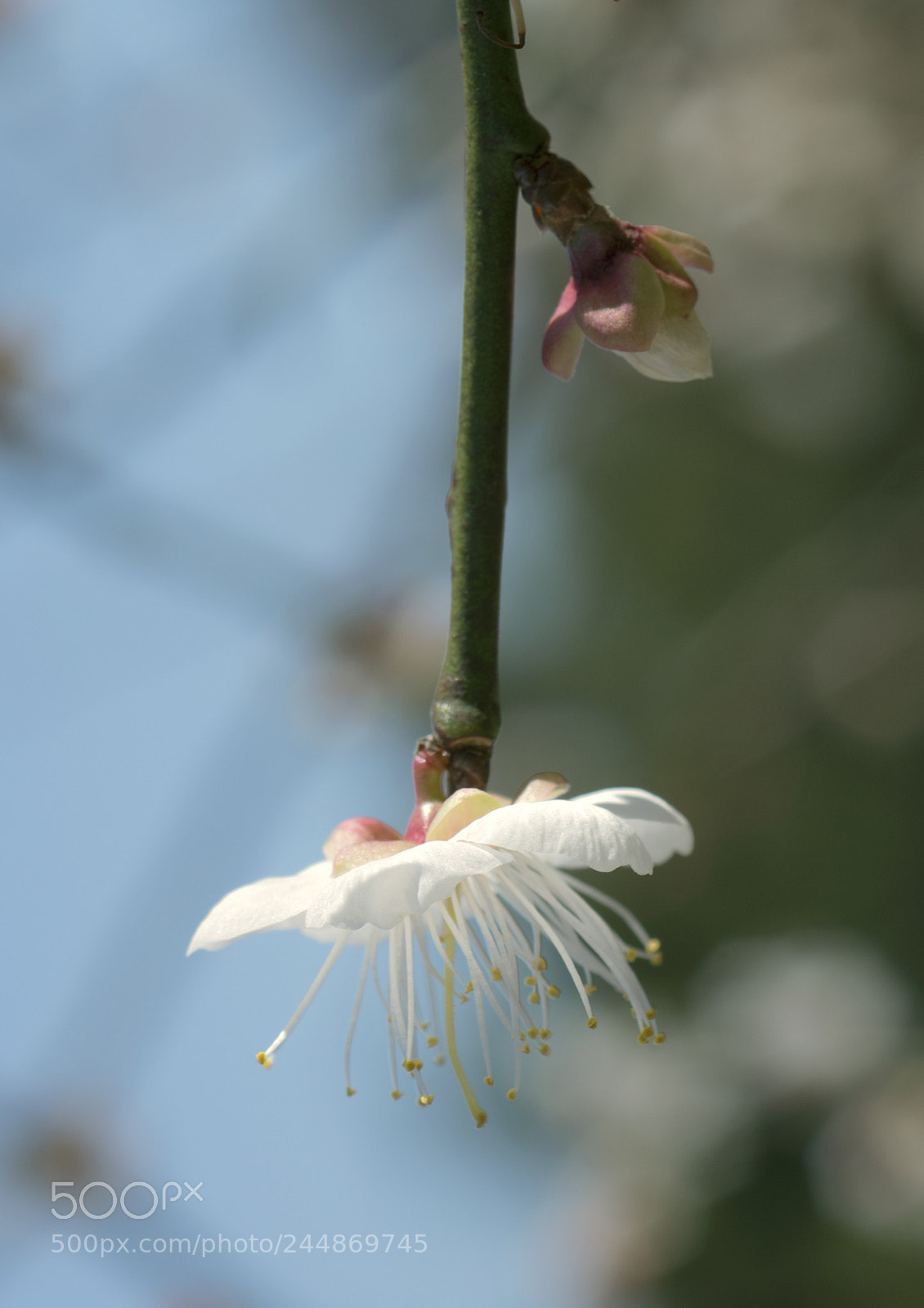 Nikon D7200 sample photo. Untitled photography