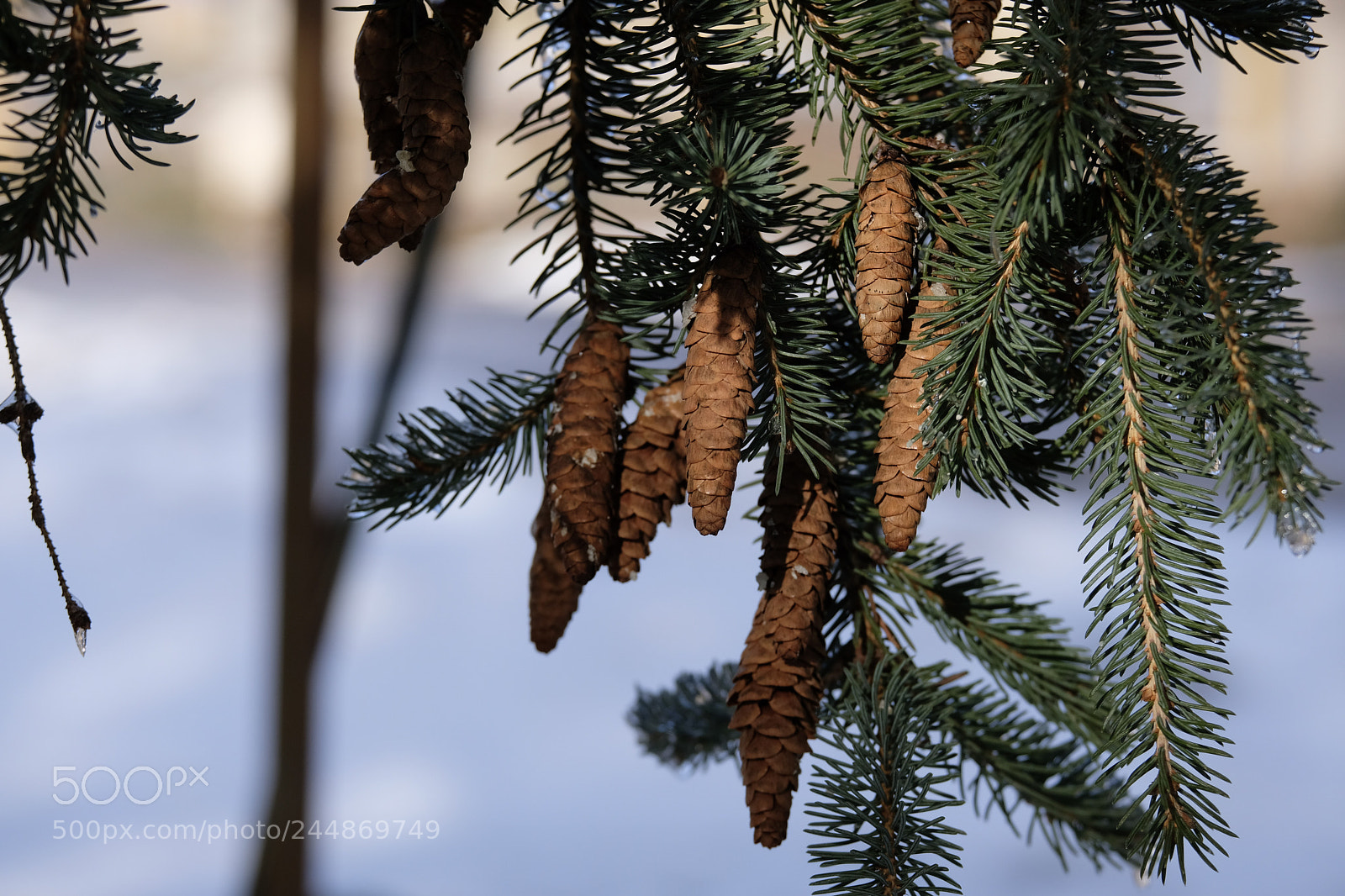 Fujifilm X-E3 sample photo. Winter color photography