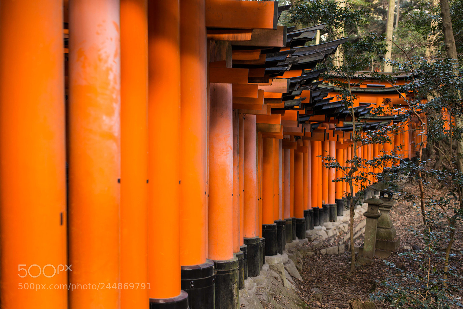 Leica M (Typ 240) sample photo. Red torii gate photography