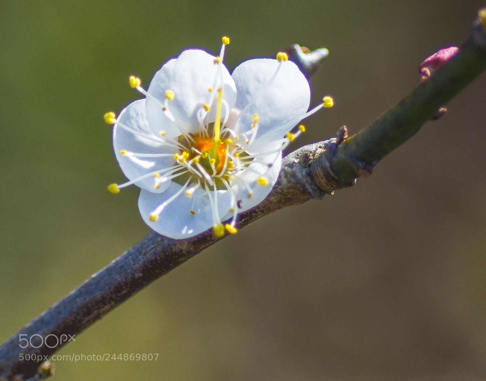 Nikon D7200 sample photo. Untitled photography