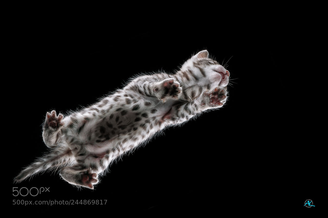 Sony ILCA-77M2 sample photo. Under bengal kitten photography