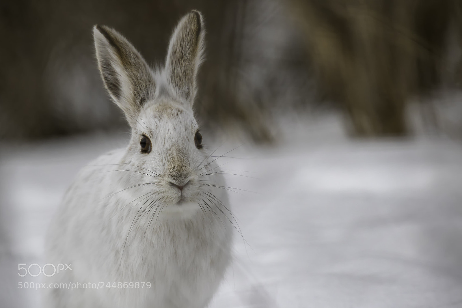 Canon EOS 7D Mark II sample photo. Snowshoe hare photography