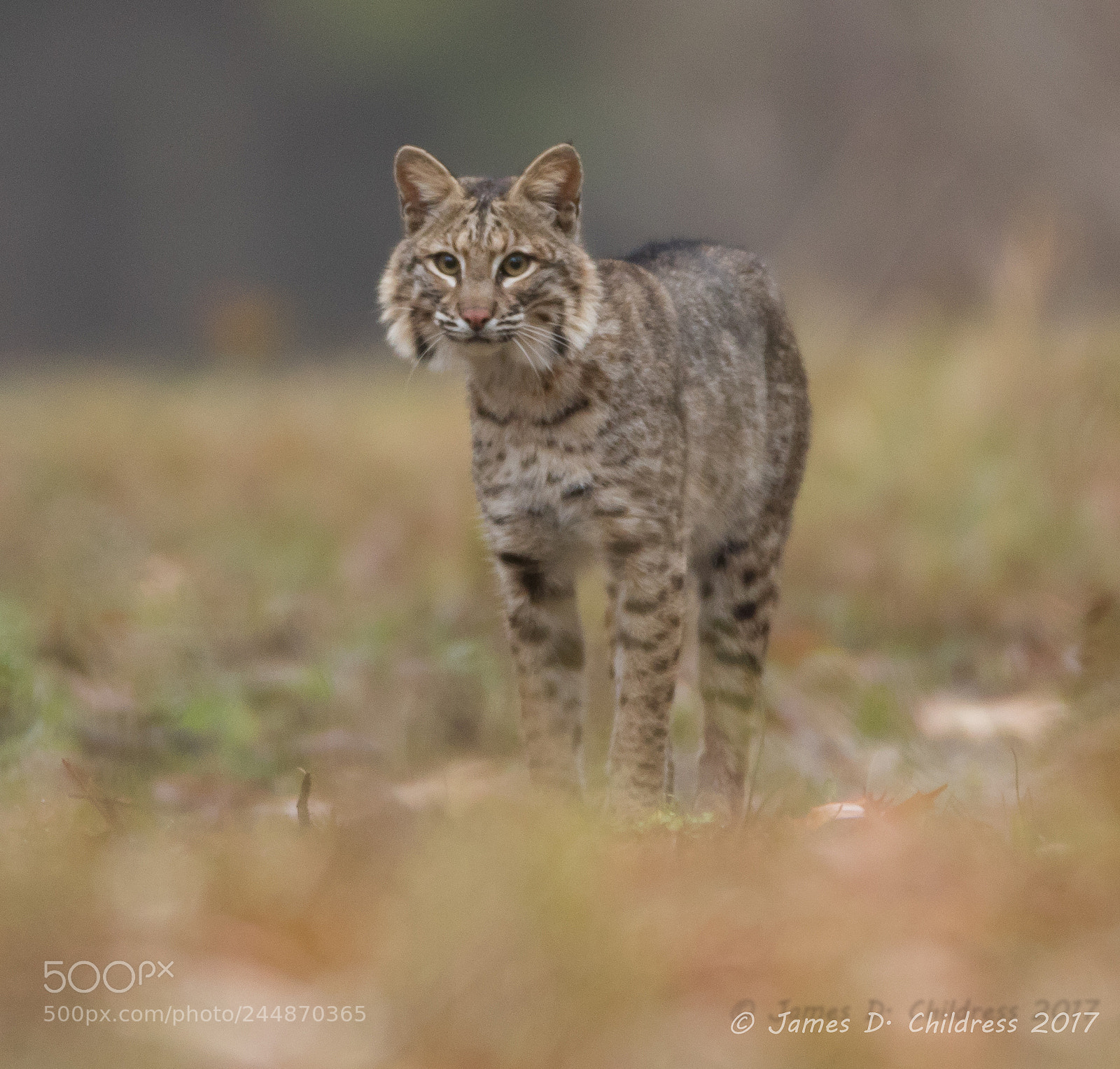 Canon EOS 7D Mark II sample photo. Bobcat photography