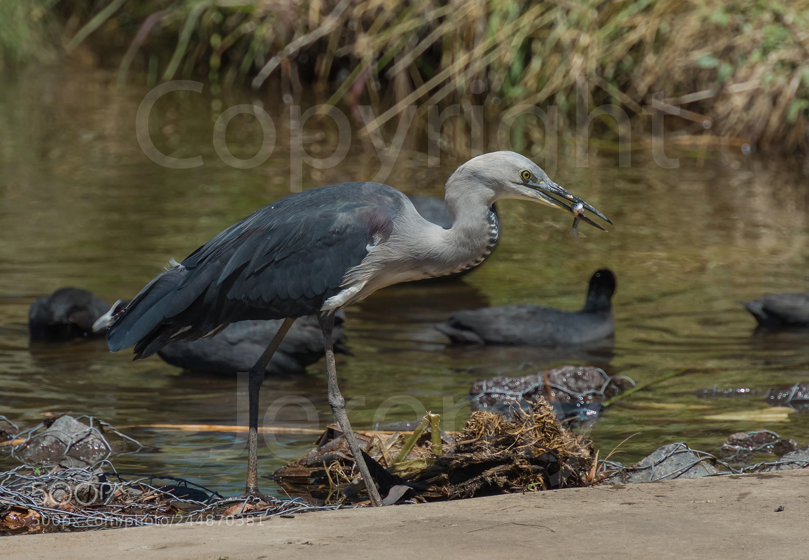 Nikon D810 sample photo. Heron feeding photography