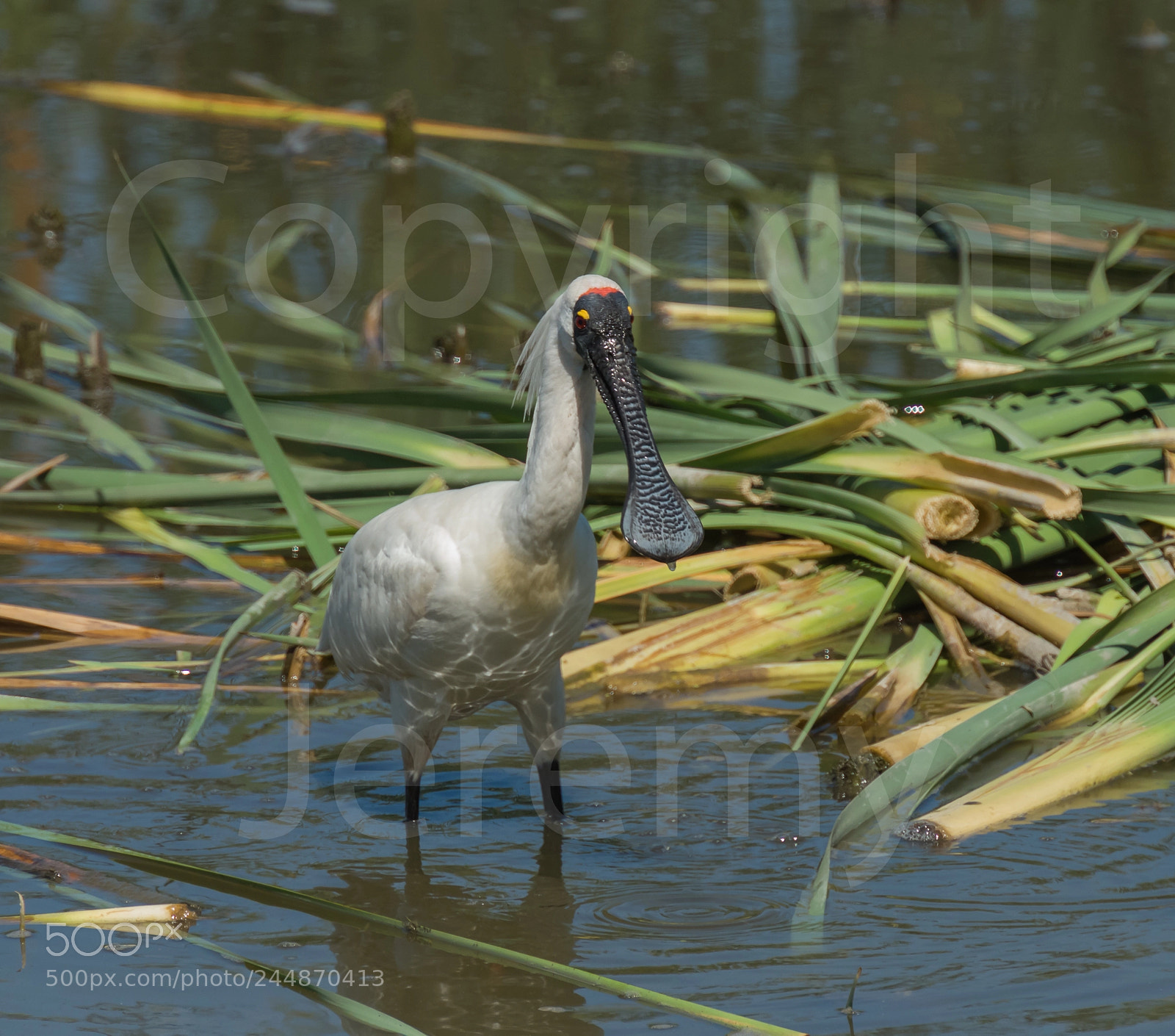 Nikon D810 sample photo. Spoonbill photography