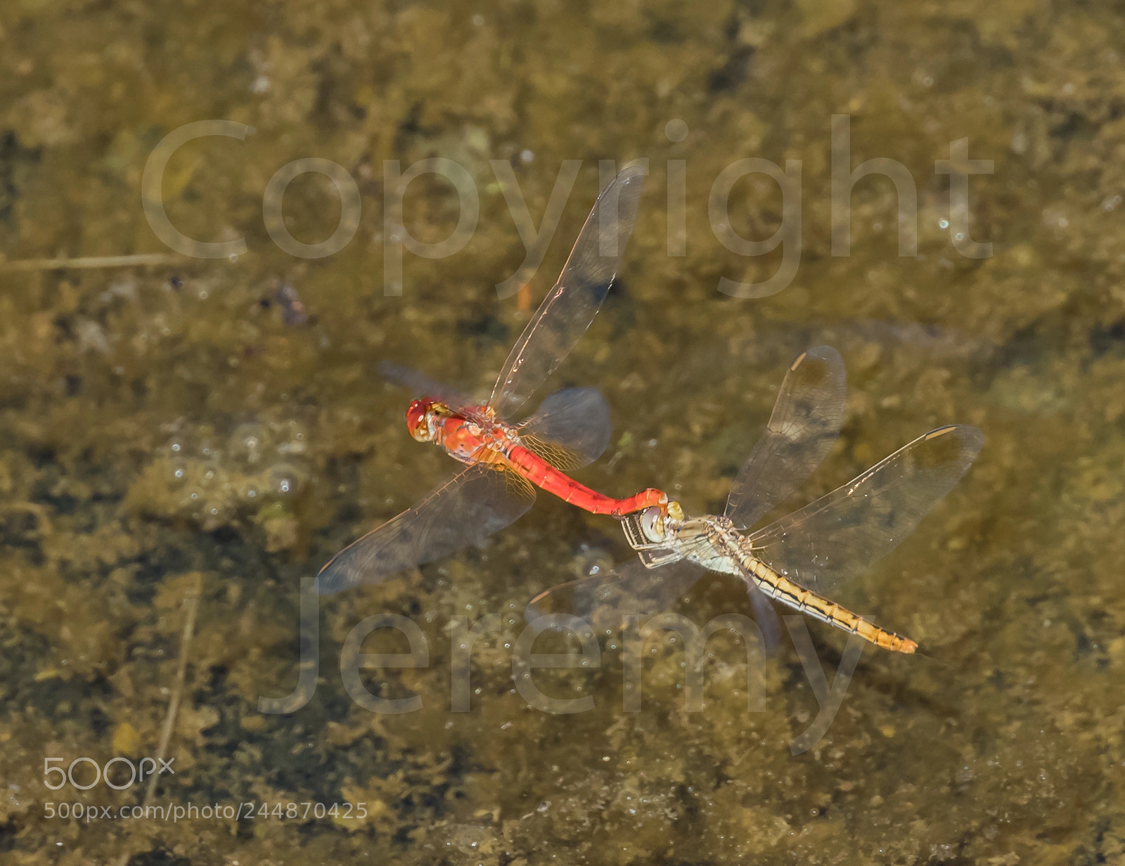 Nikon D810 sample photo. Dragon mates photography
