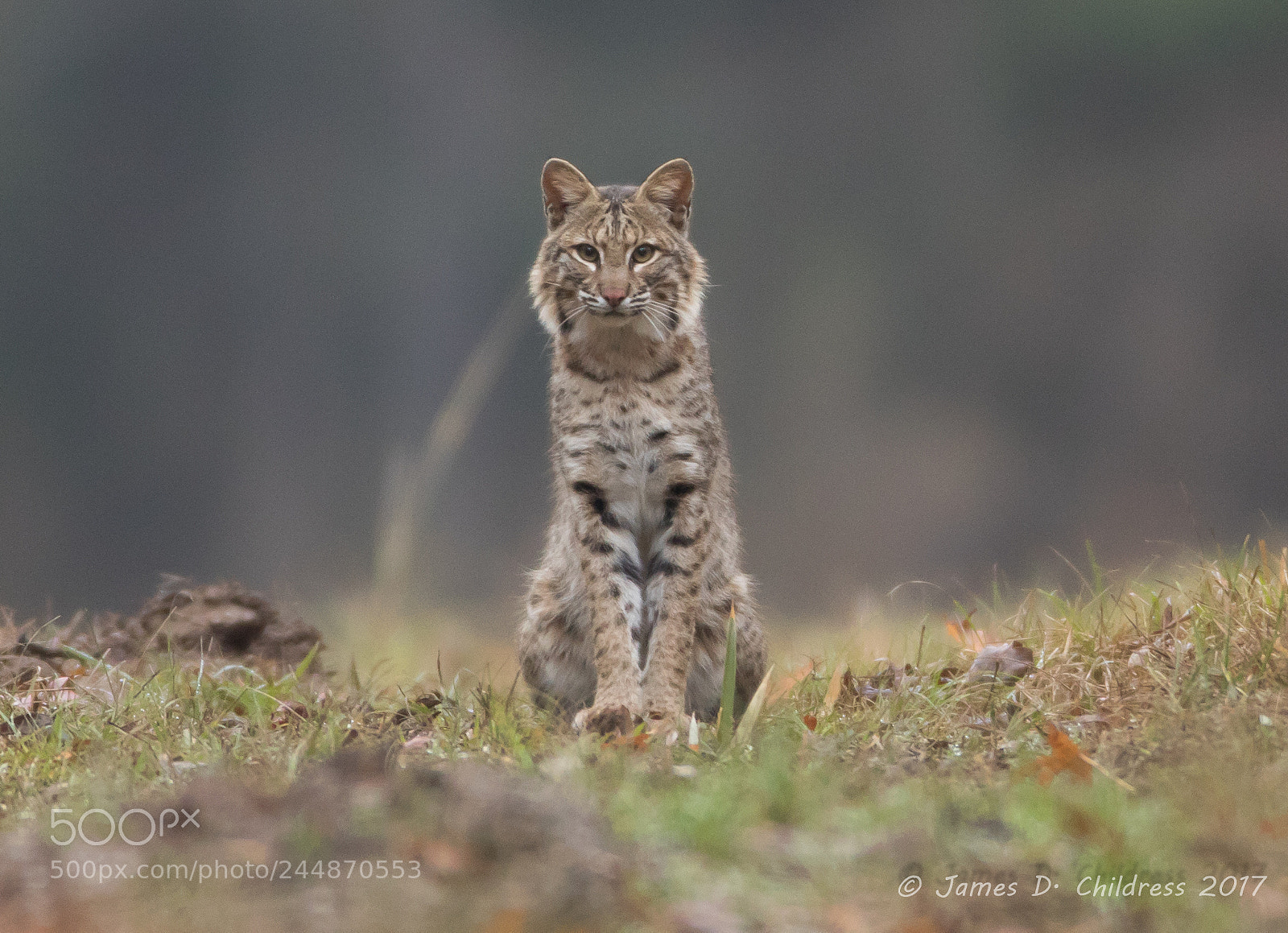Canon EOS 7D Mark II sample photo. Bobcat photography