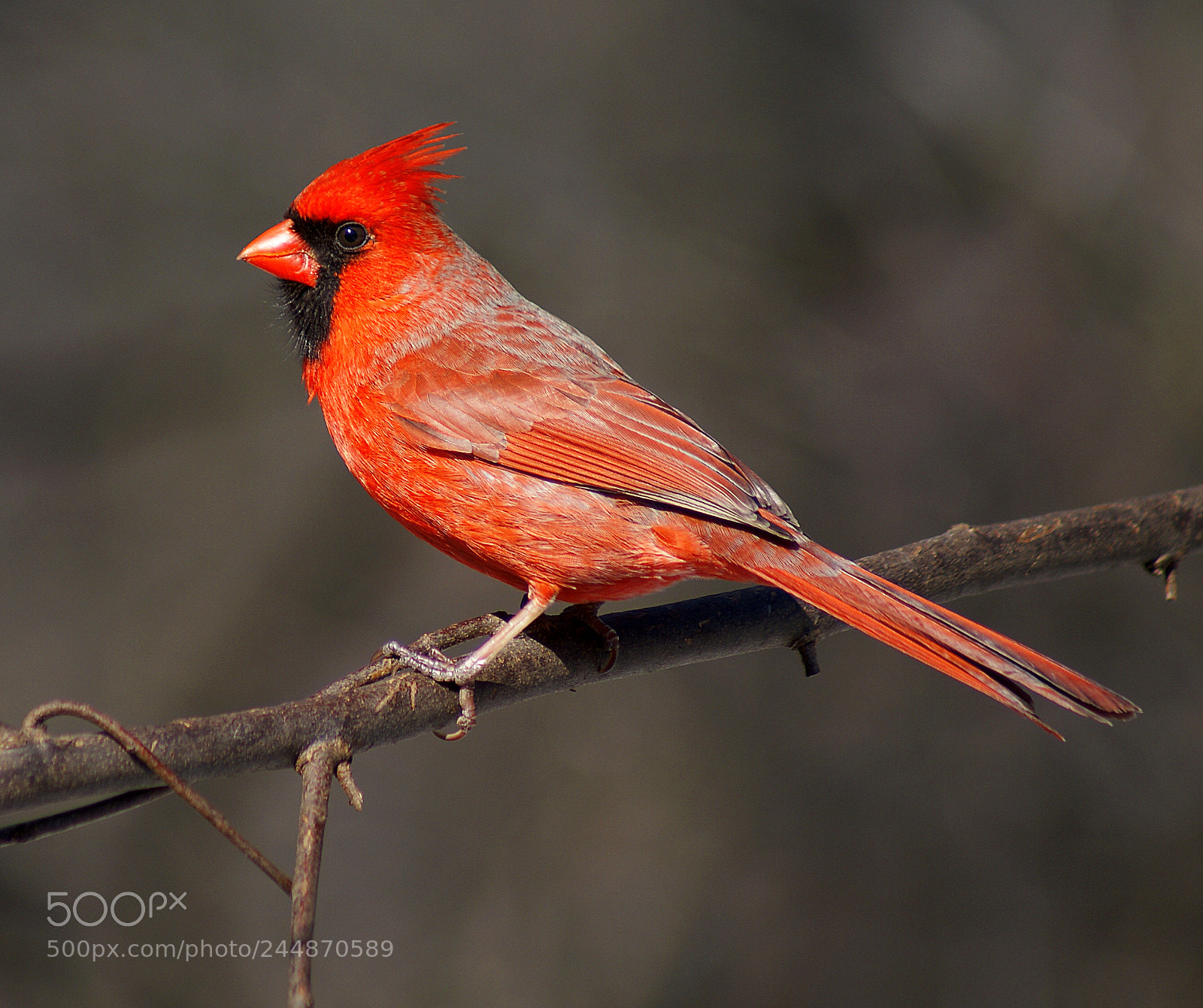 Sony Alpha DSLR-A300 sample photo. Northern cardinal photography