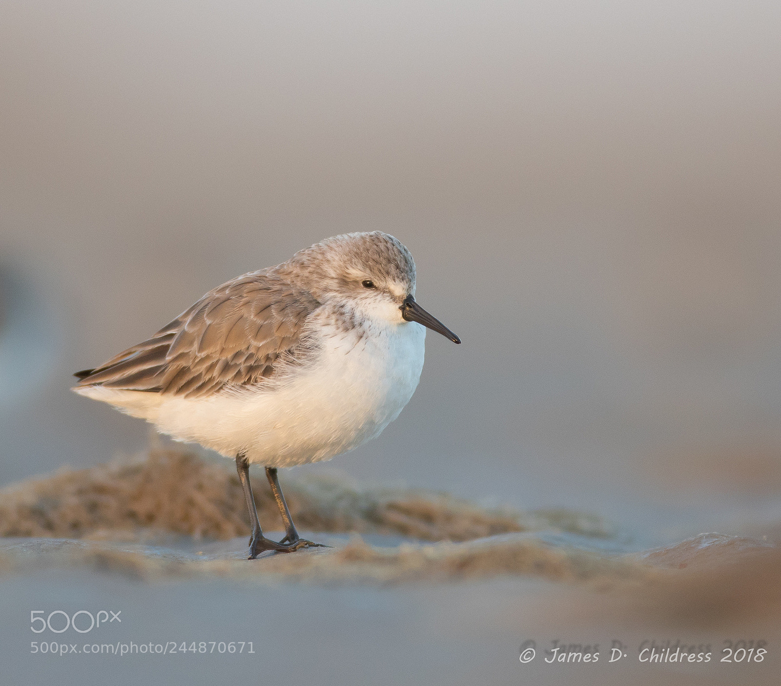Canon EOS 7D Mark II sample photo. Western sandpiper photography