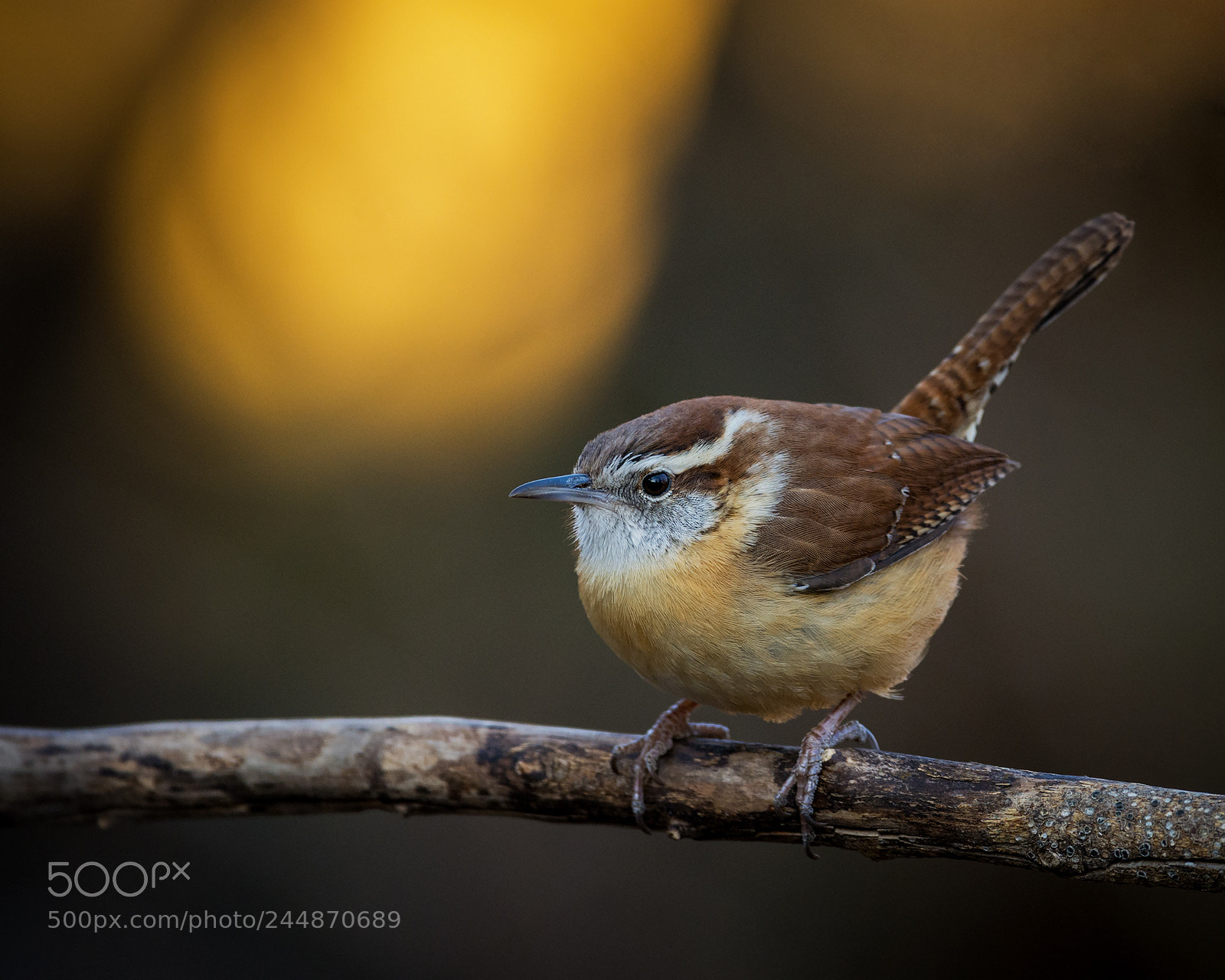 Nikon D7100 sample photo. Carolina wren photography