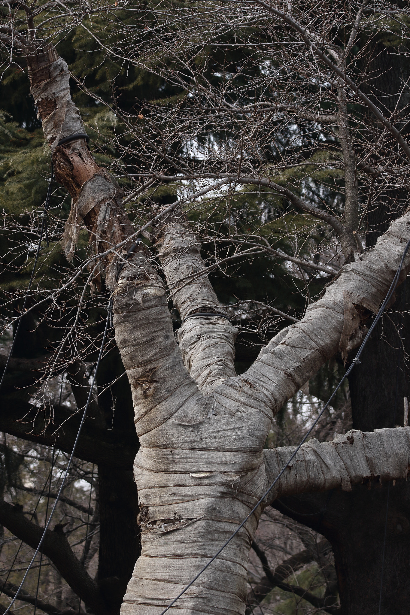 Sigma 150-600mm F5-6.3 DG OS HSM | C sample photo. Dead tree photography