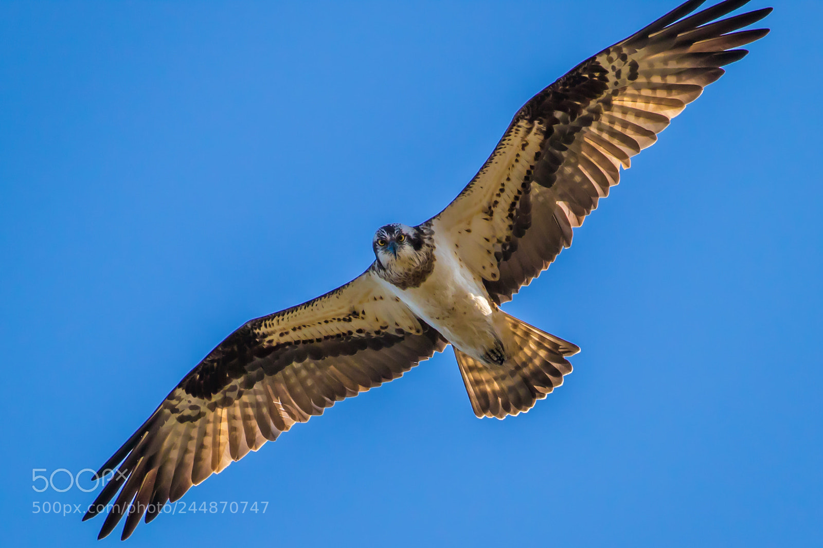 Canon EOS 7D Mark II sample photo. Over the sky photography