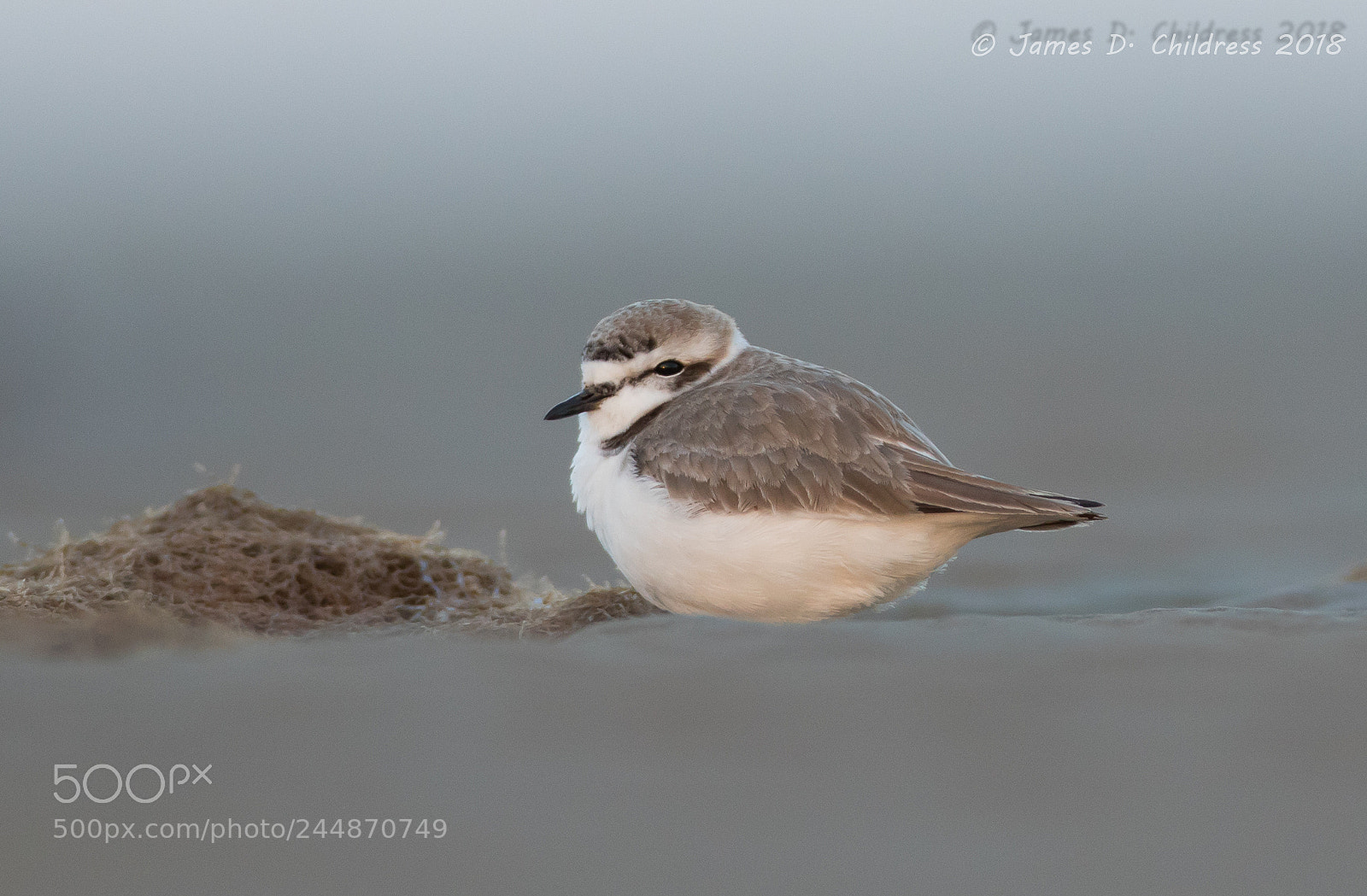 Canon EOS 7D Mark II sample photo. Snowy plover photography