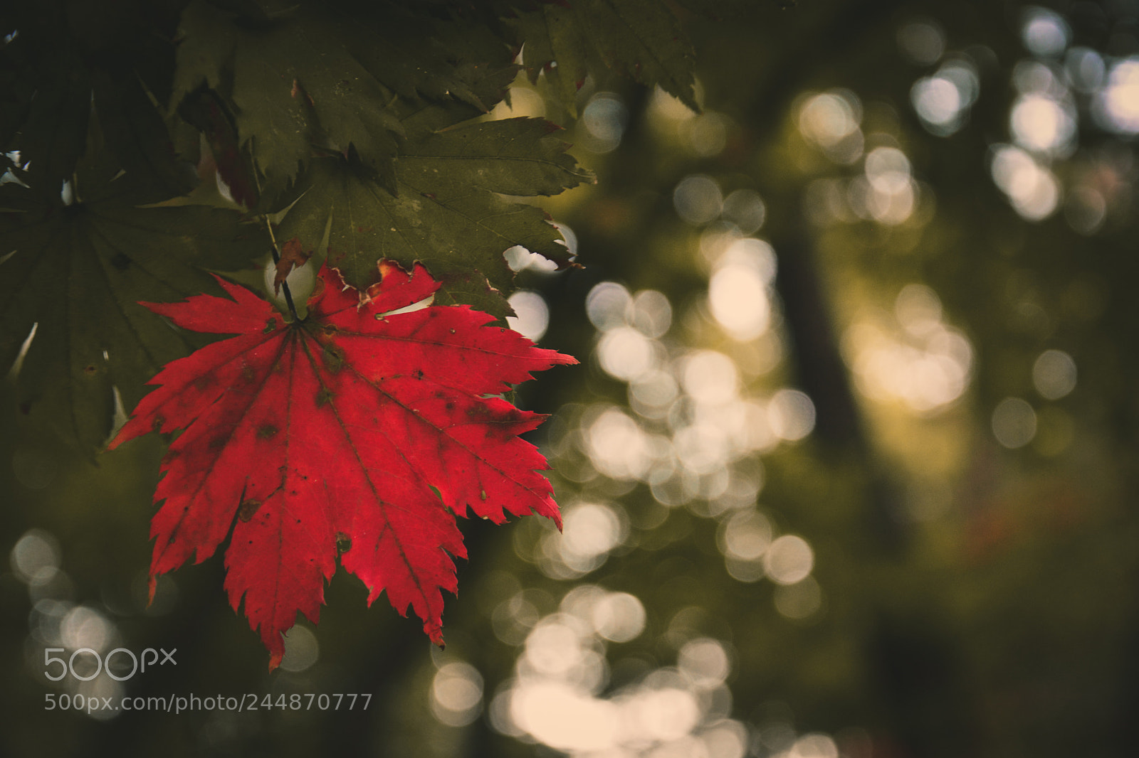 Nikon D7100 sample photo. Untitled photography