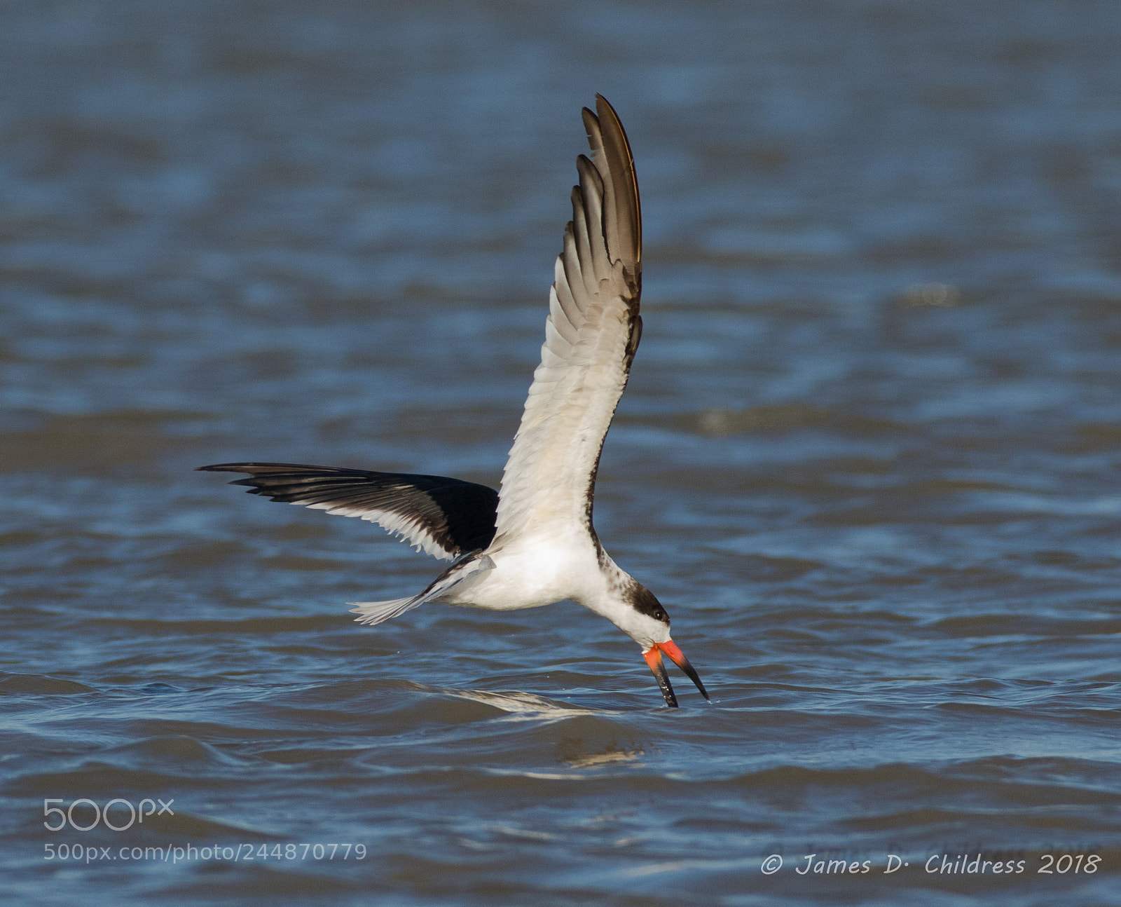 Canon EOS 7D Mark II sample photo. Black skimmer photography