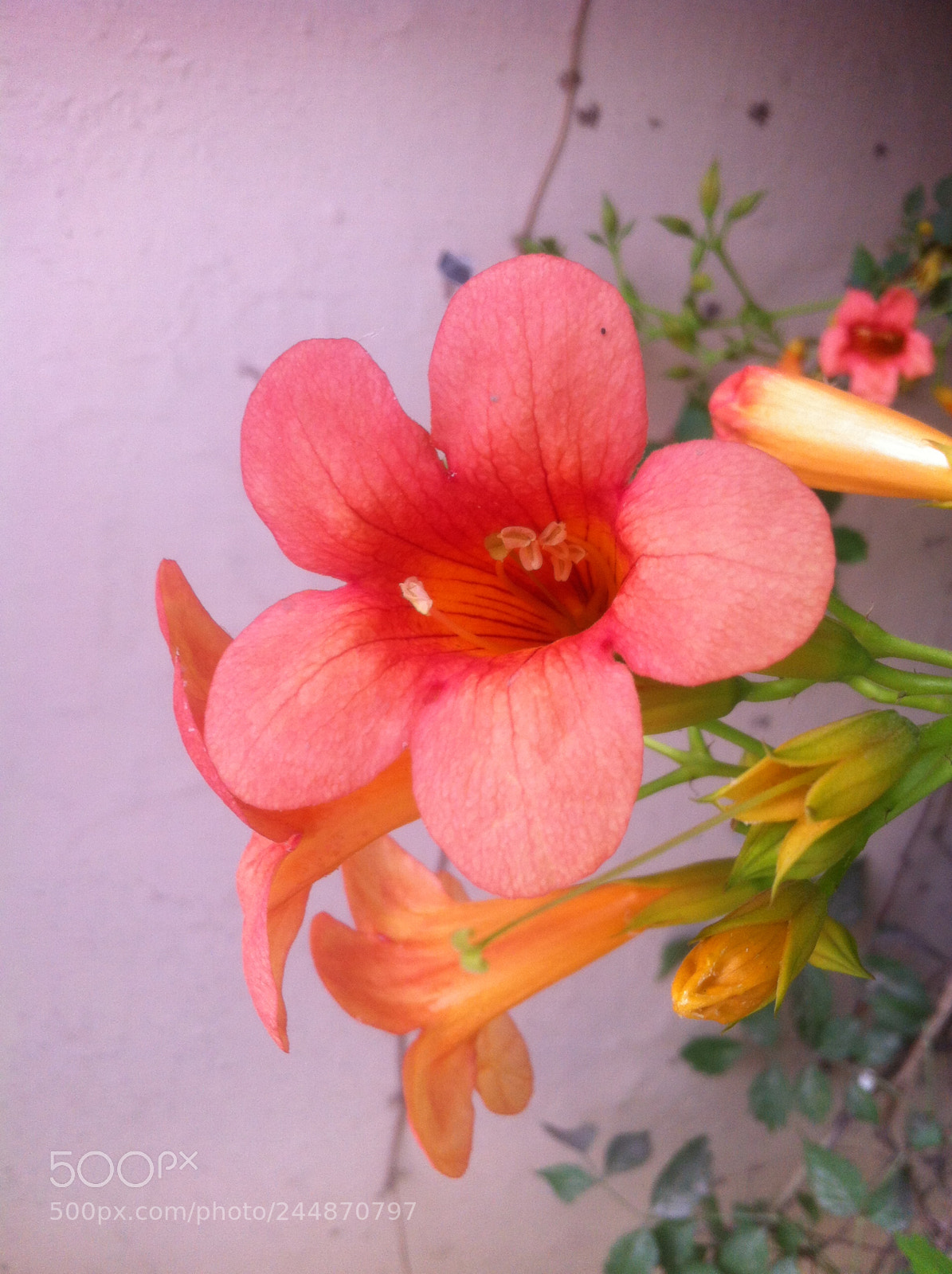 Apple iPhone 4 sample photo. Vipankmr photography