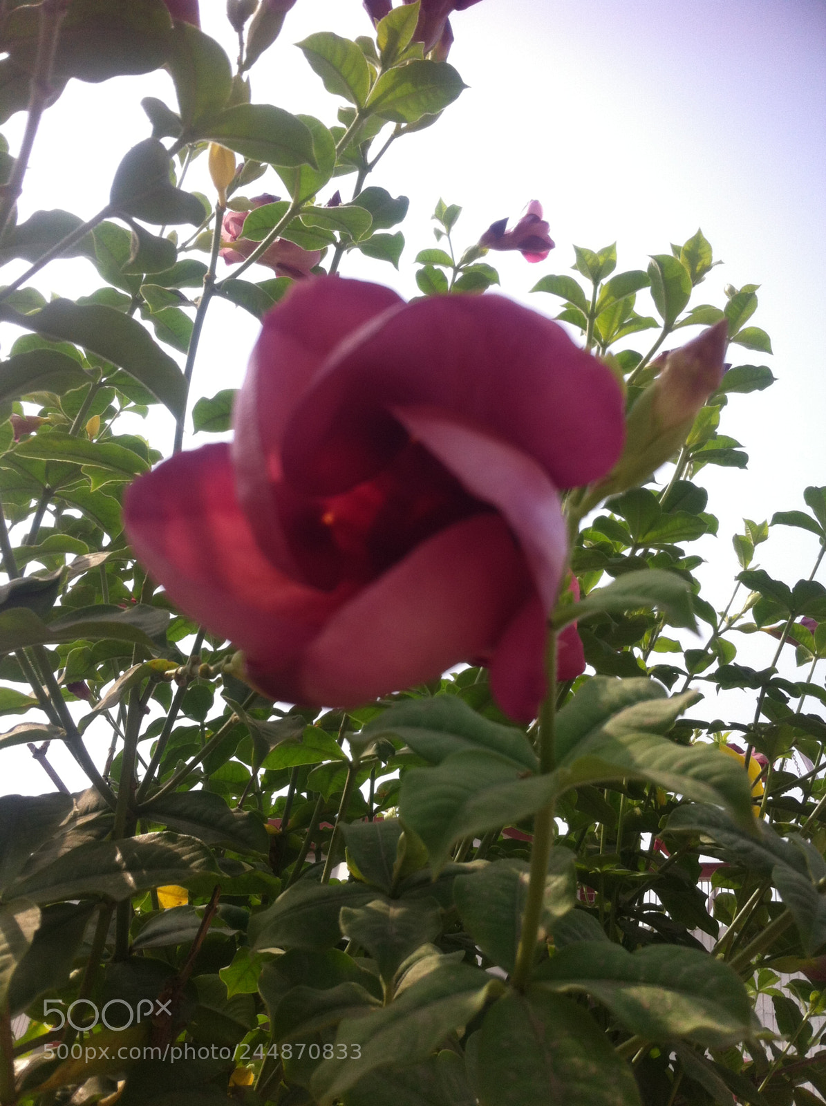 Apple iPhone 4 sample photo. Vipankmr photography