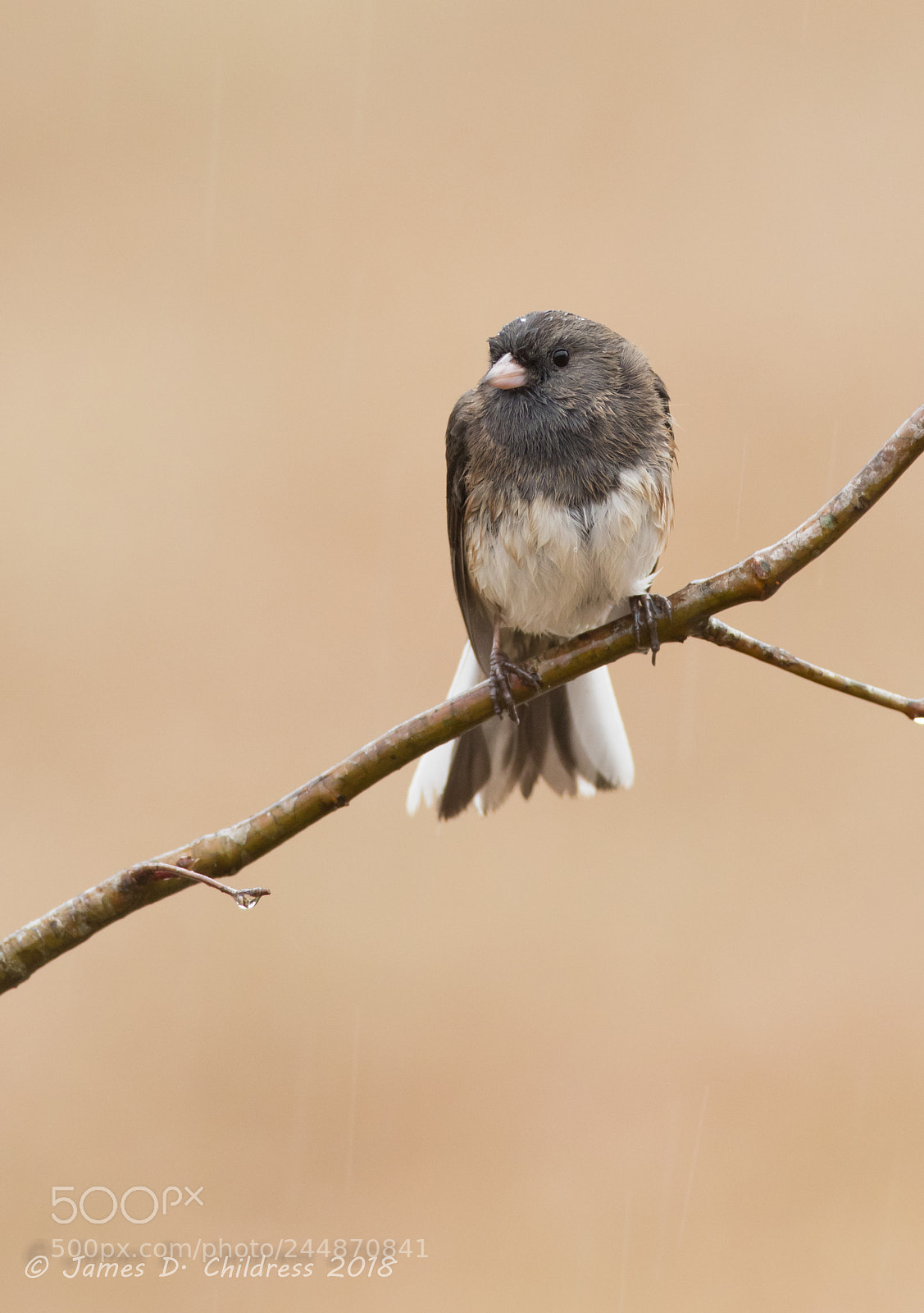 Canon EOS 7D Mark II sample photo. Dark-eyed junco photography