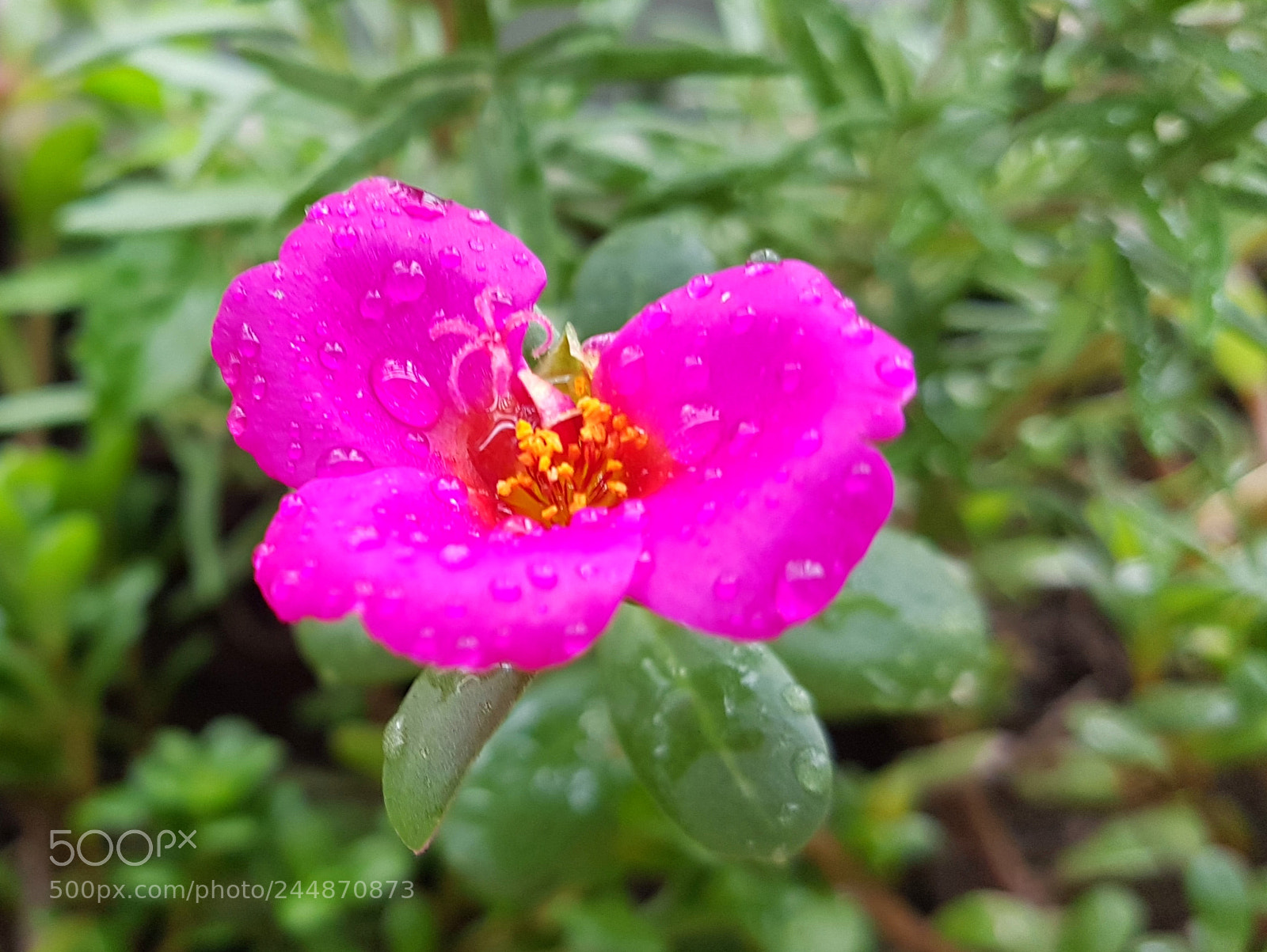 Samsung Galaxy S7 Edge sample photo. Untitled photography