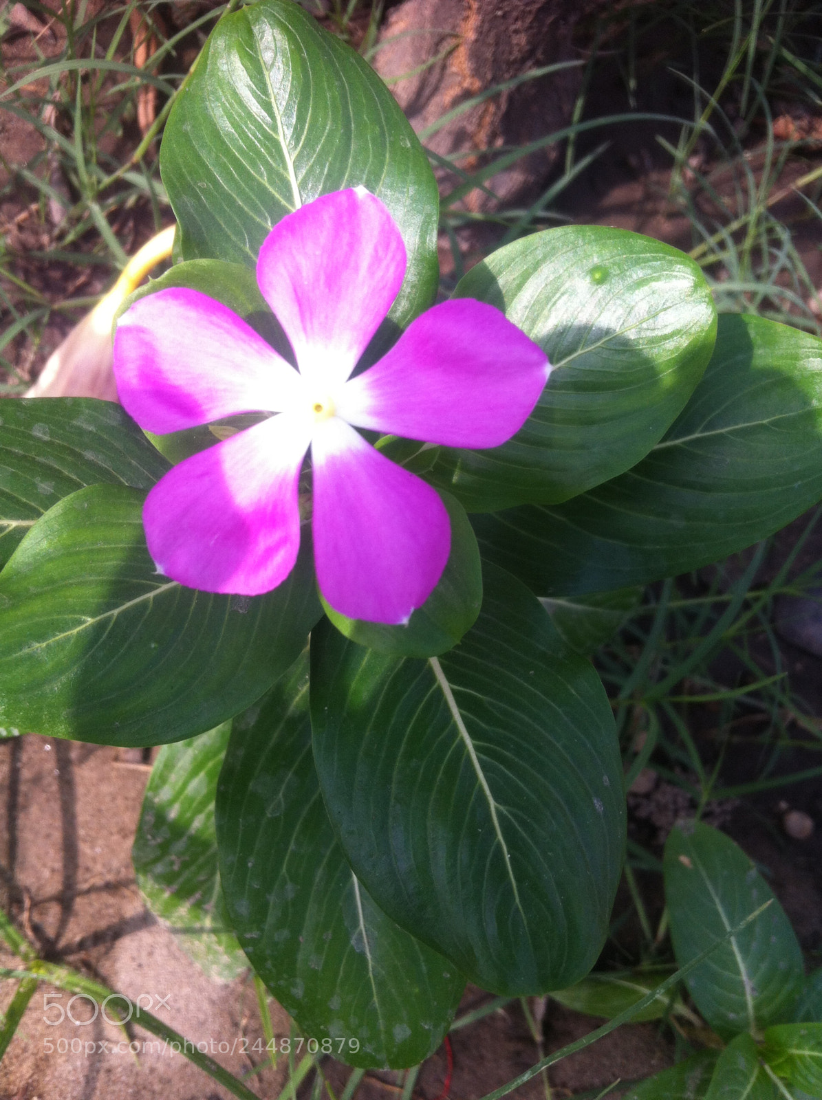 Apple iPhone 4 sample photo. Vipankmr photography