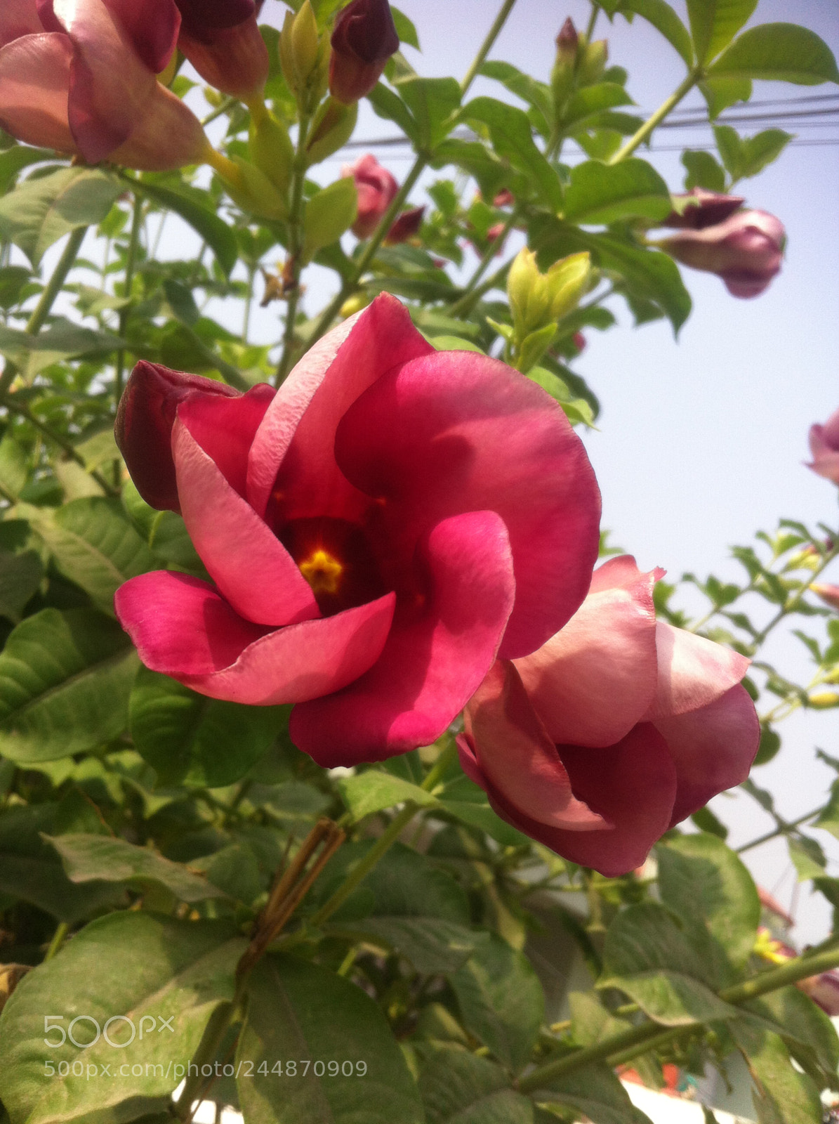 Apple iPhone 4 sample photo. Vipankmr photography