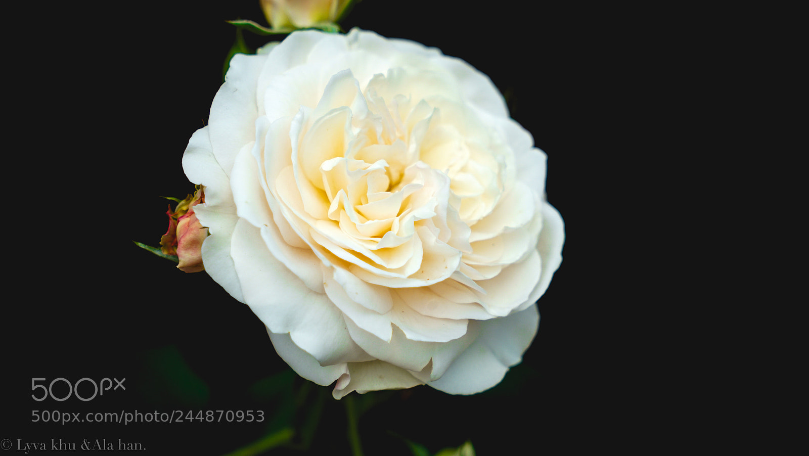 Sony a7R sample photo. White blooming photography