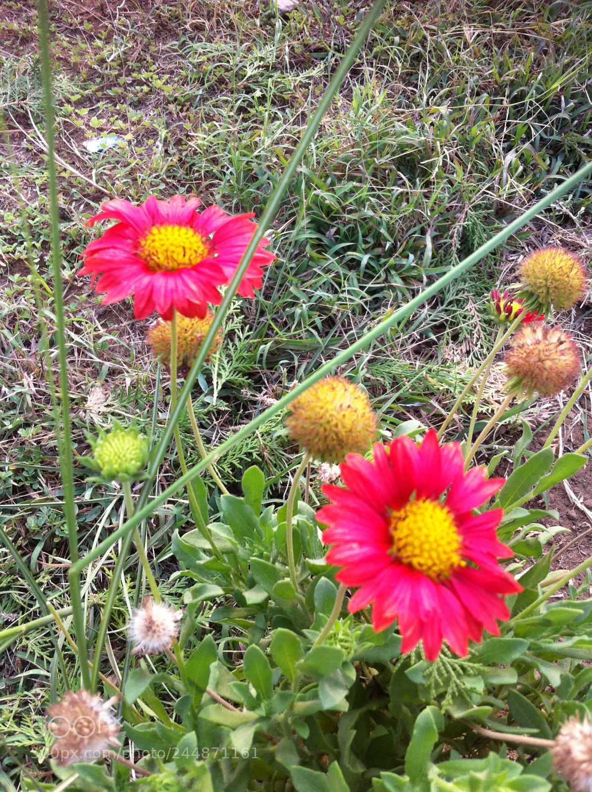 Apple iPhone 4 sample photo. Vipankmr photography