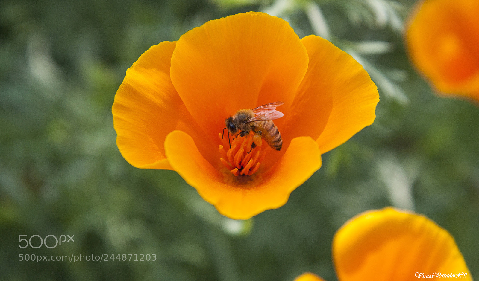 Canon EOS 500D (EOS Rebel T1i / EOS Kiss X3) sample photo. Bee & daisies photography