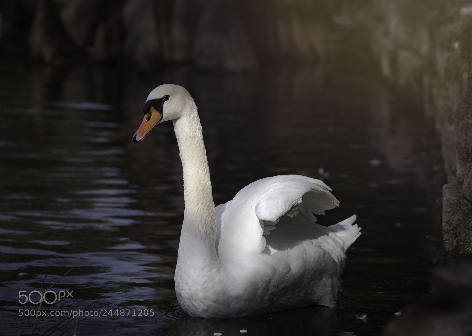 Sony a7R II sample photo. Swan at lake eola photography
