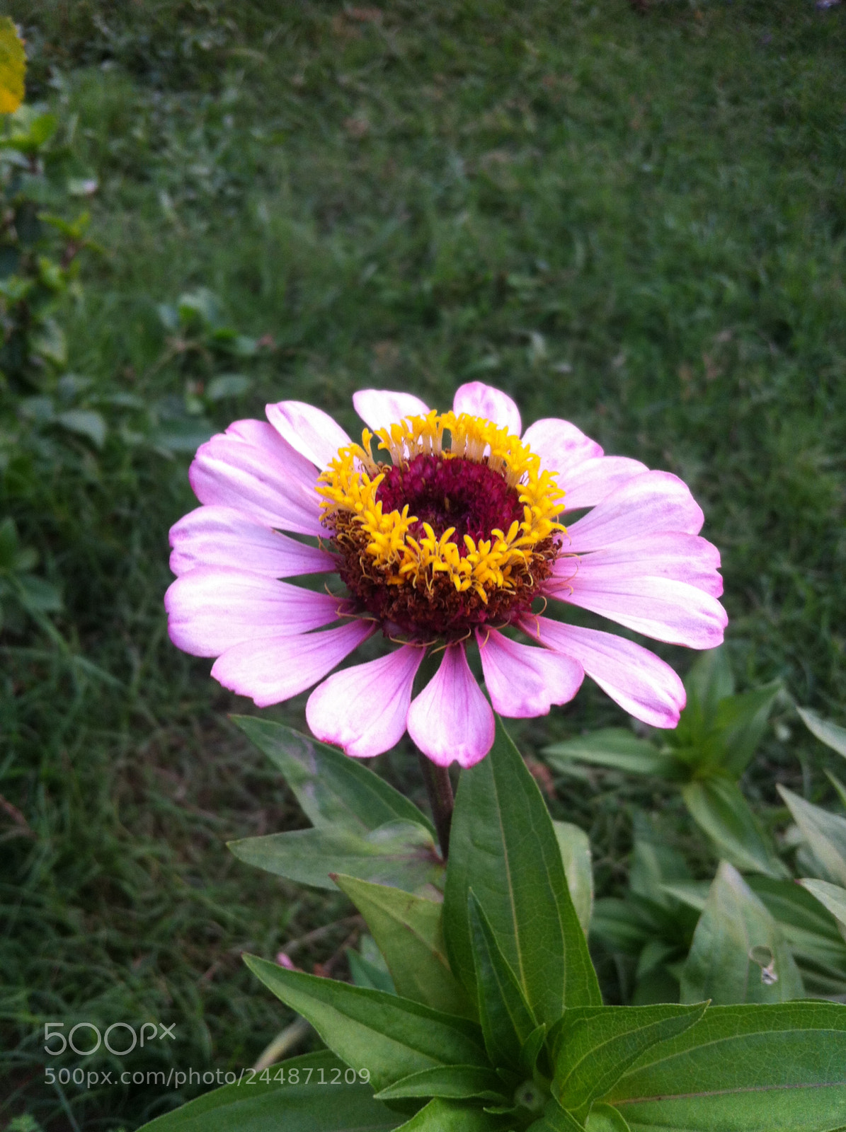 Apple iPhone 4 sample photo. Vipankmr photography