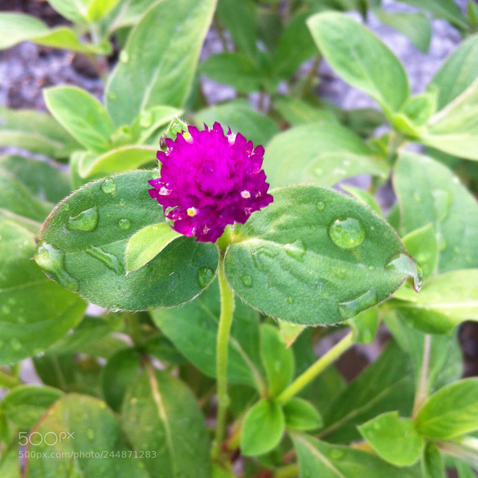Apple iPhone 4 sample photo. Vipankmr photography