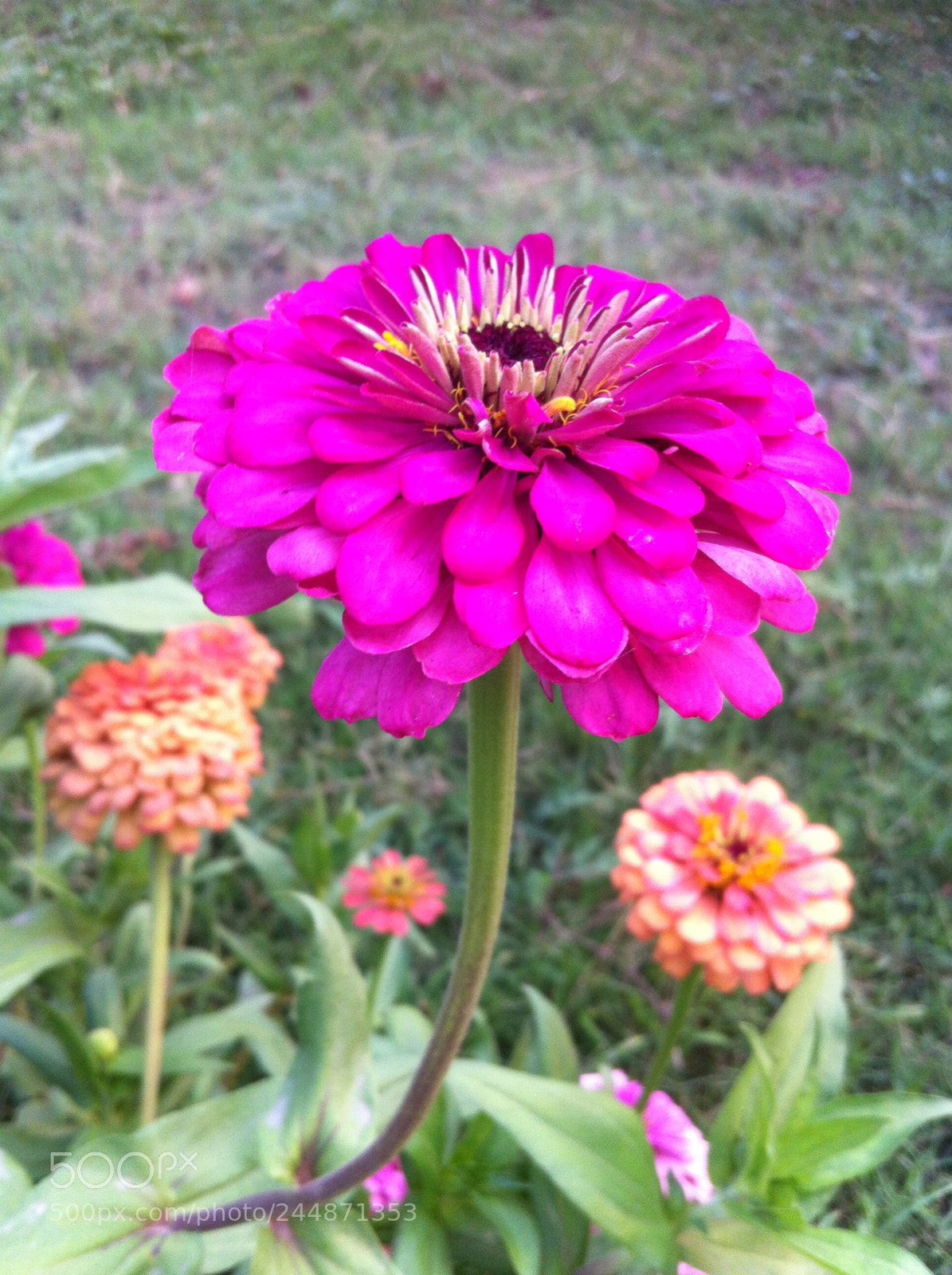 Apple iPhone 4 sample photo. Img photography