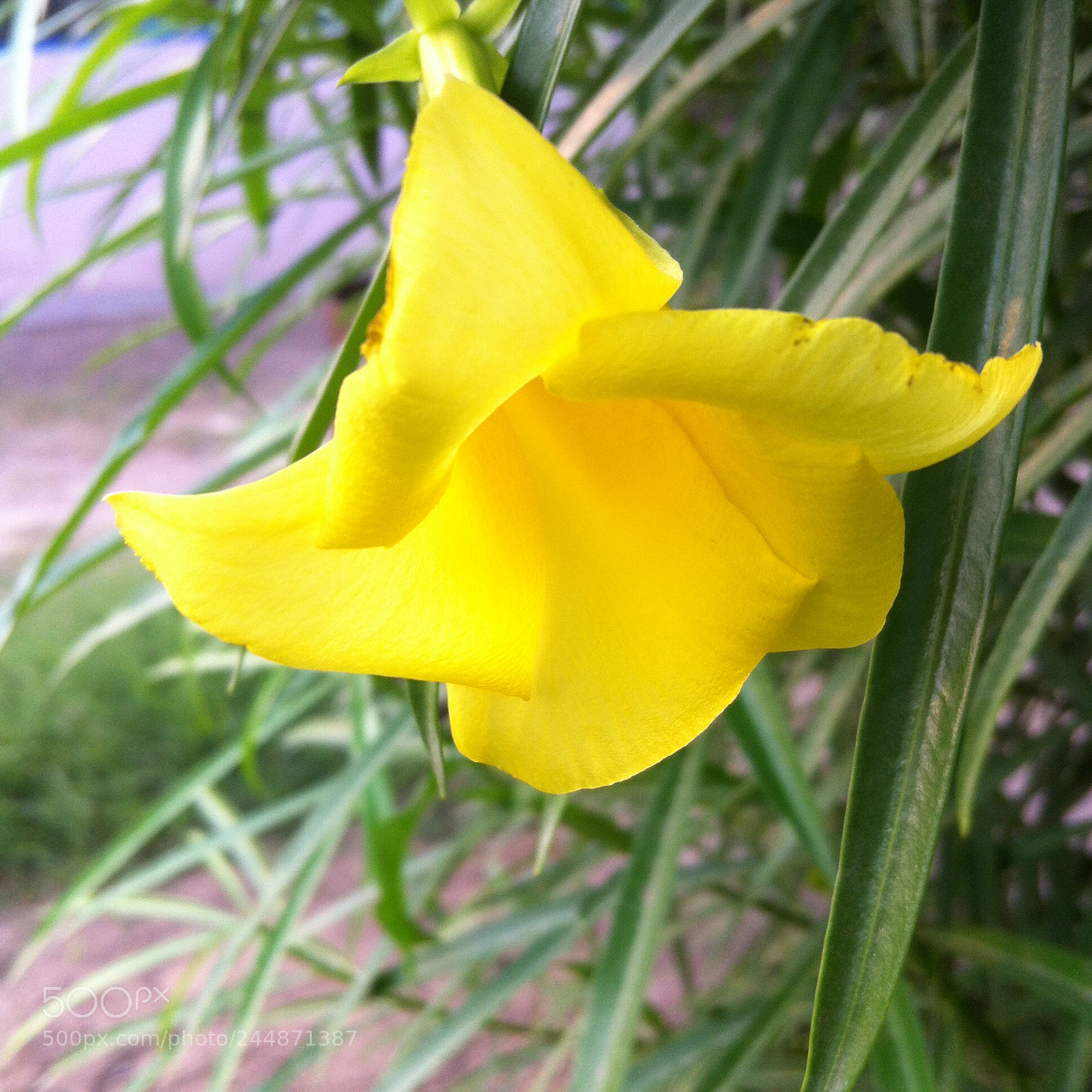 Apple iPhone 4 sample photo. Img photography