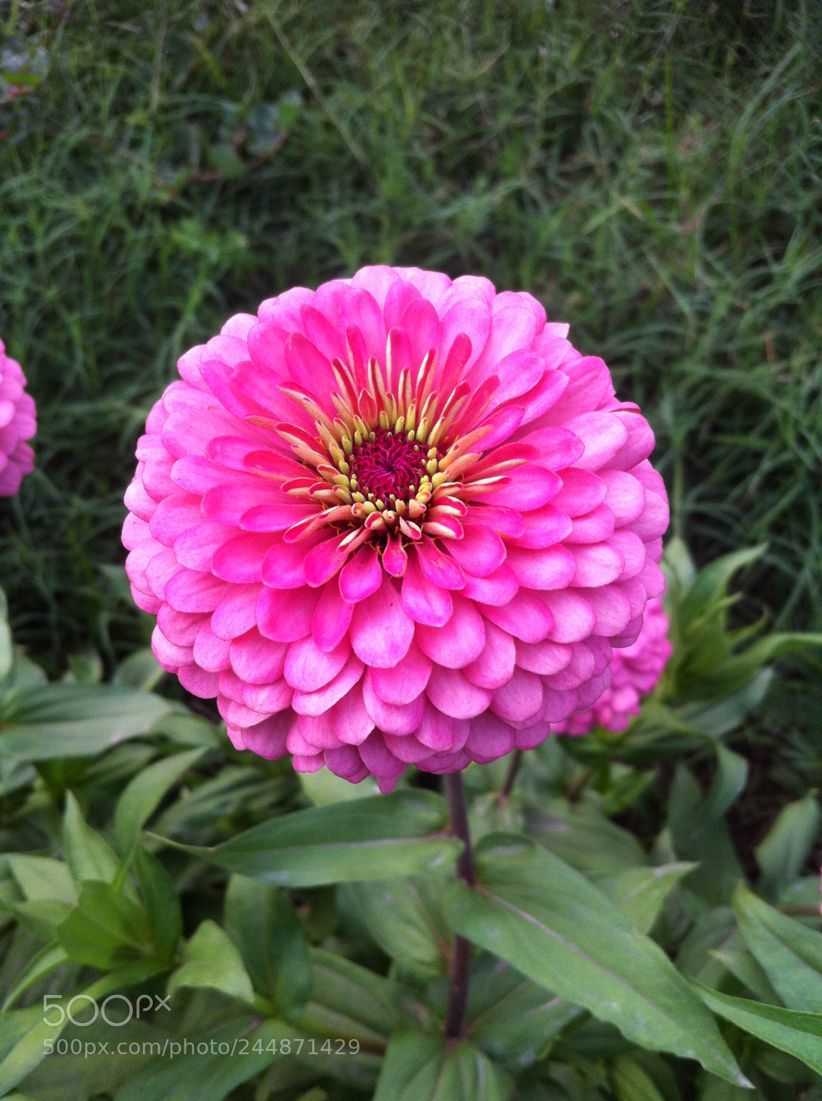 Apple iPhone 4 sample photo. Img photography