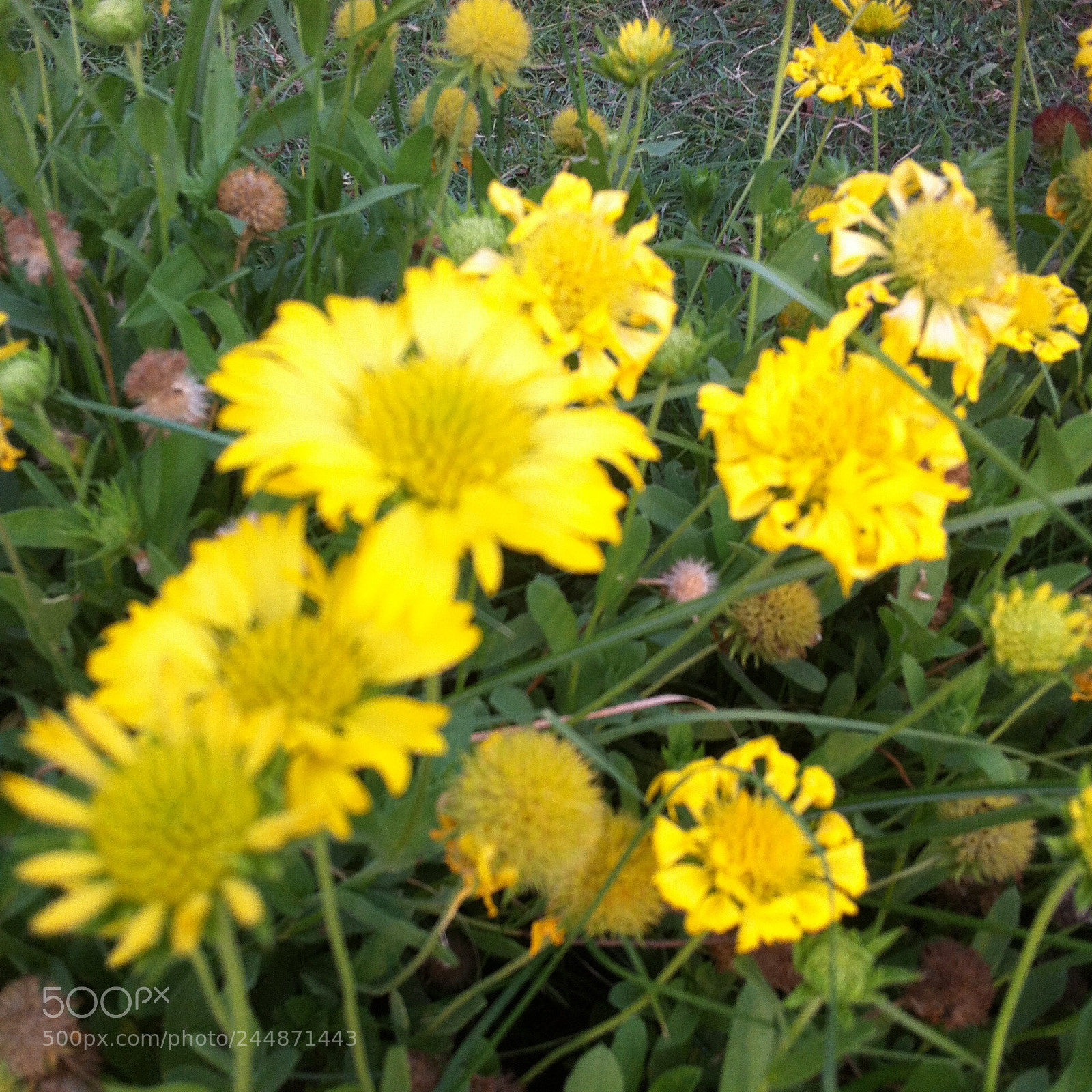 Apple iPhone 4 sample photo. Img photography