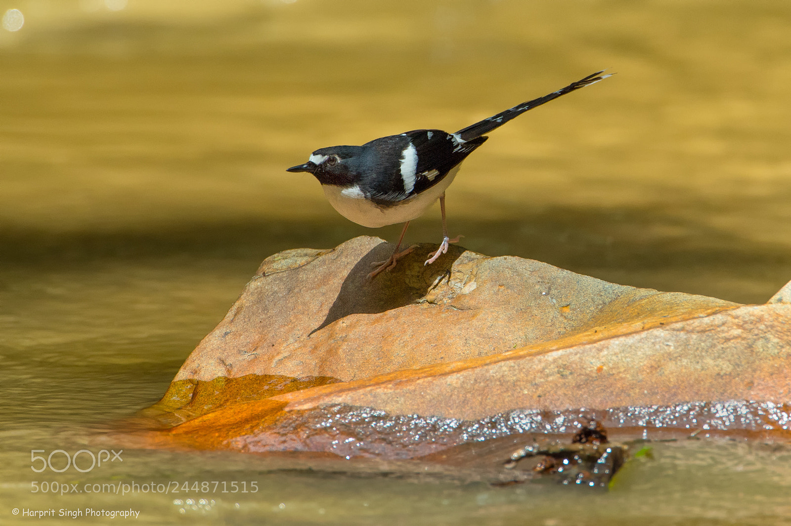 Nikon D4 sample photo. Slaty backed forktail photography