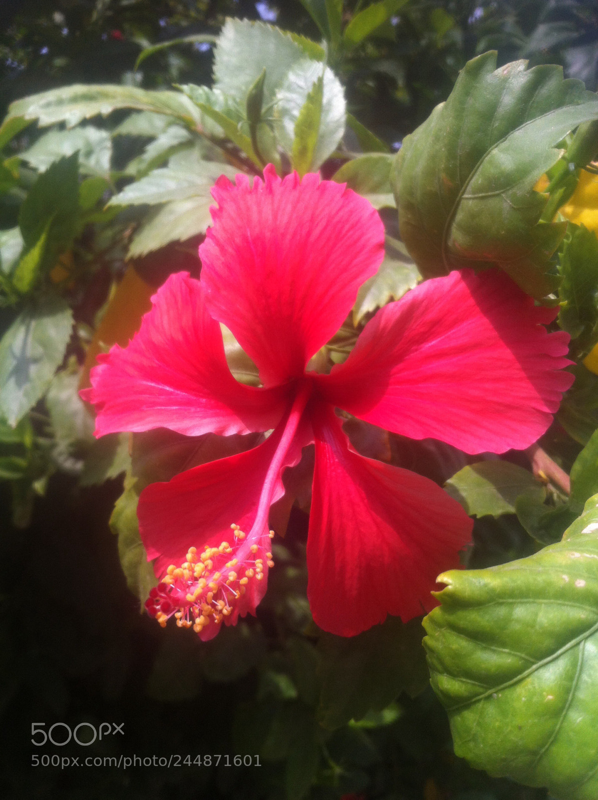 Apple iPhone 4 sample photo. Img photography