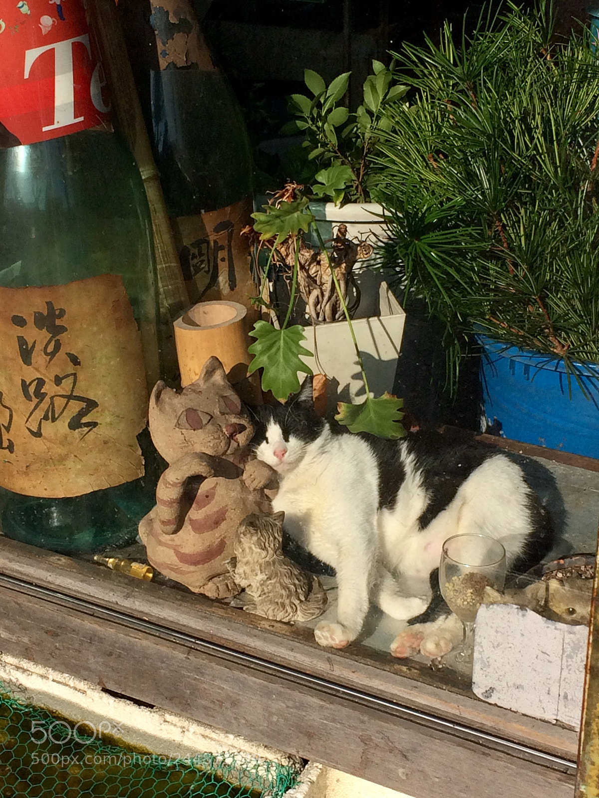 Apple iPhone 5s sample photo. Catnap in a shopwindow photography