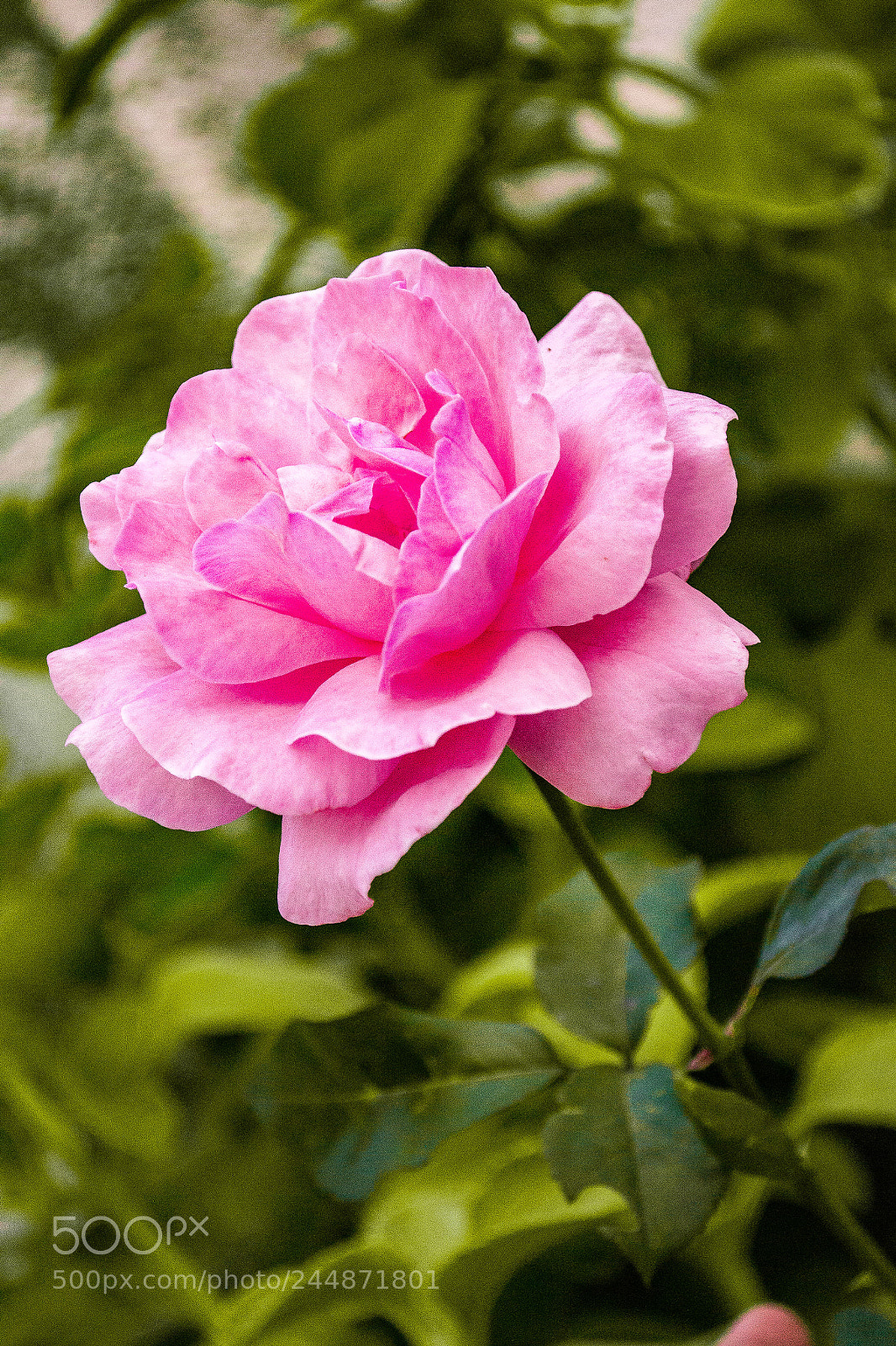 Nikon D3100 sample photo. Rosa photography