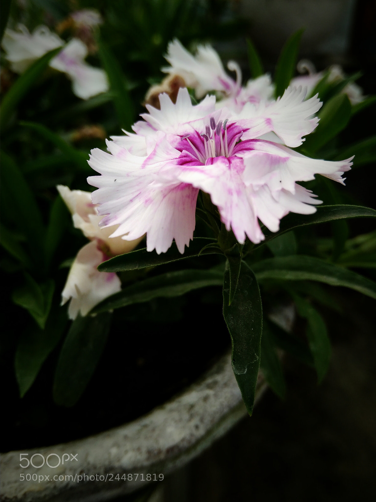 Xiaomi Redmi 4A sample photo. Untitled photography
