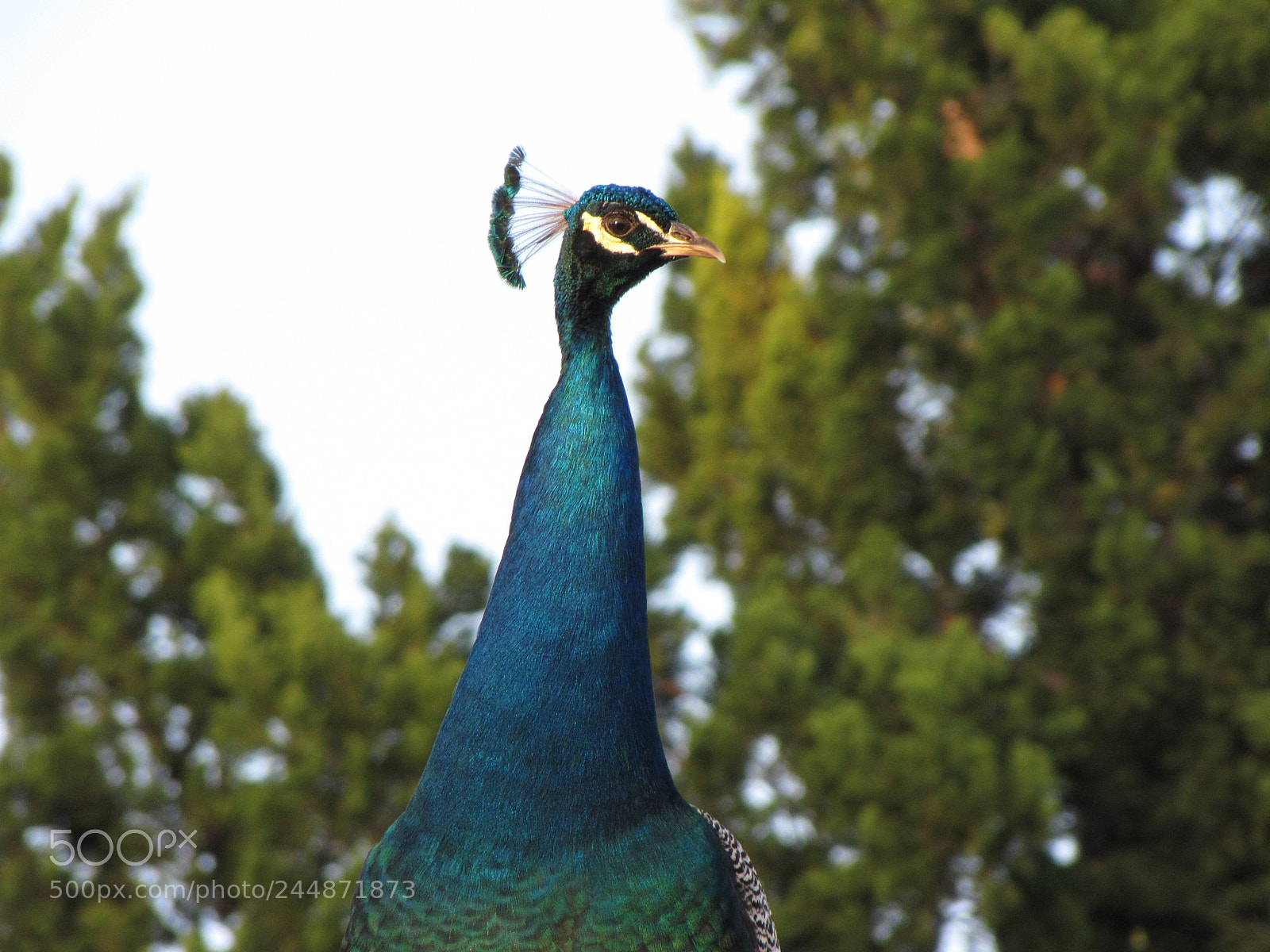 Canon PowerShot SX10 IS sample photo. Peacock photography