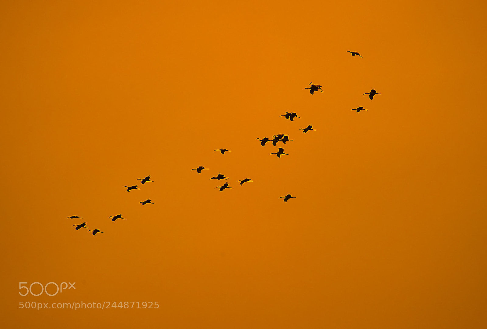 Nikon D3S sample photo. The flock of sandhill photography