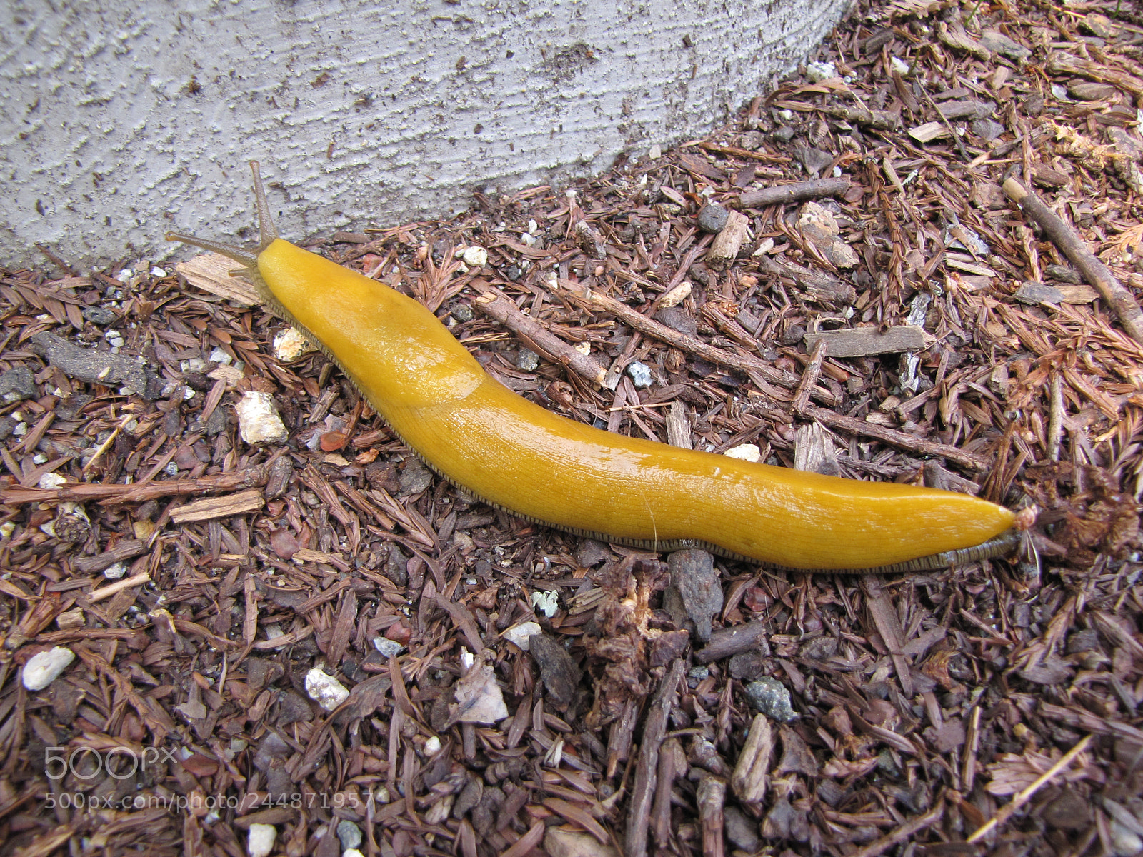 Canon PowerShot SX10 IS sample photo. Banana slug photography