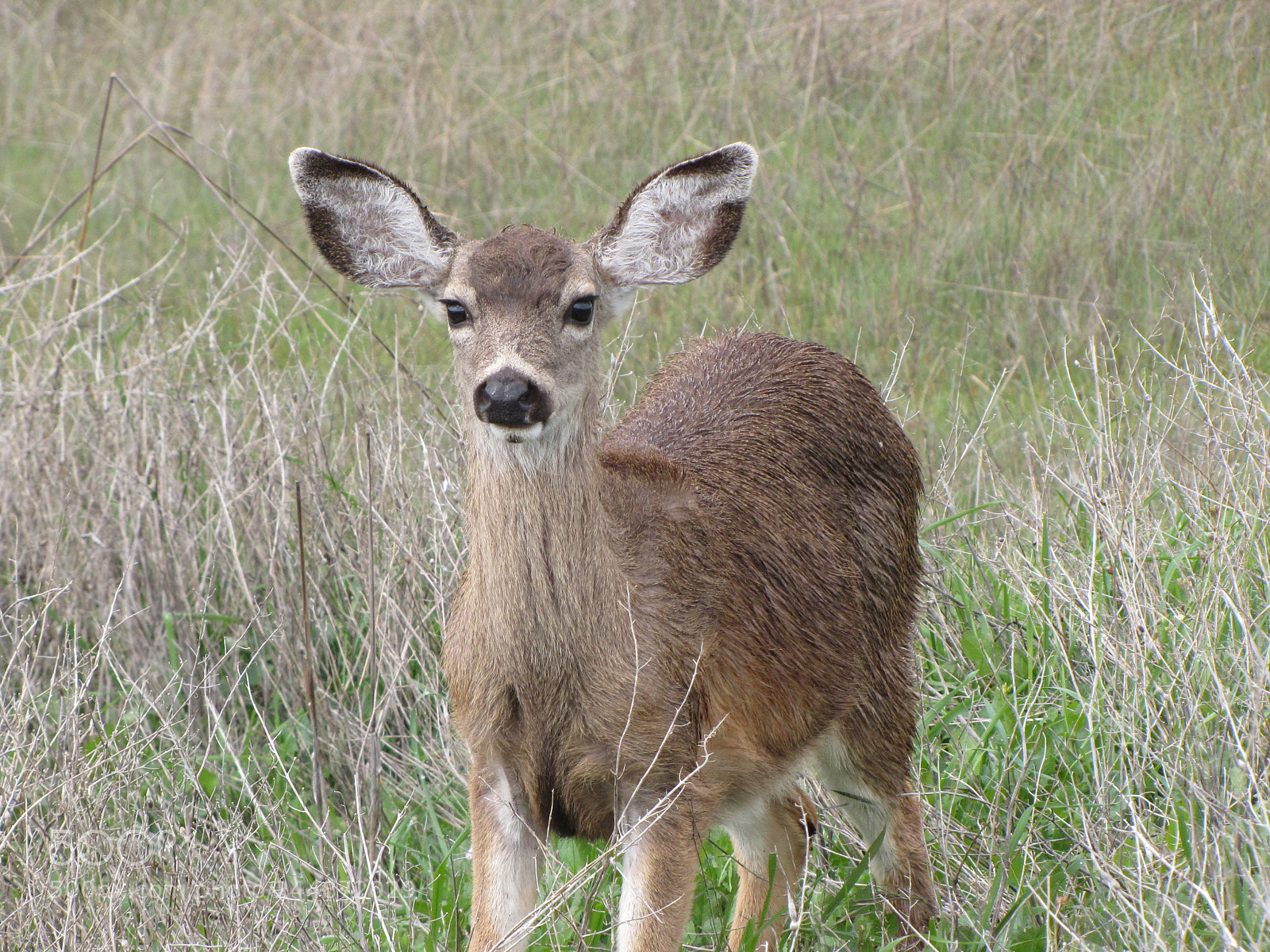 Canon PowerShot SX10 IS sample photo. Deer photography
